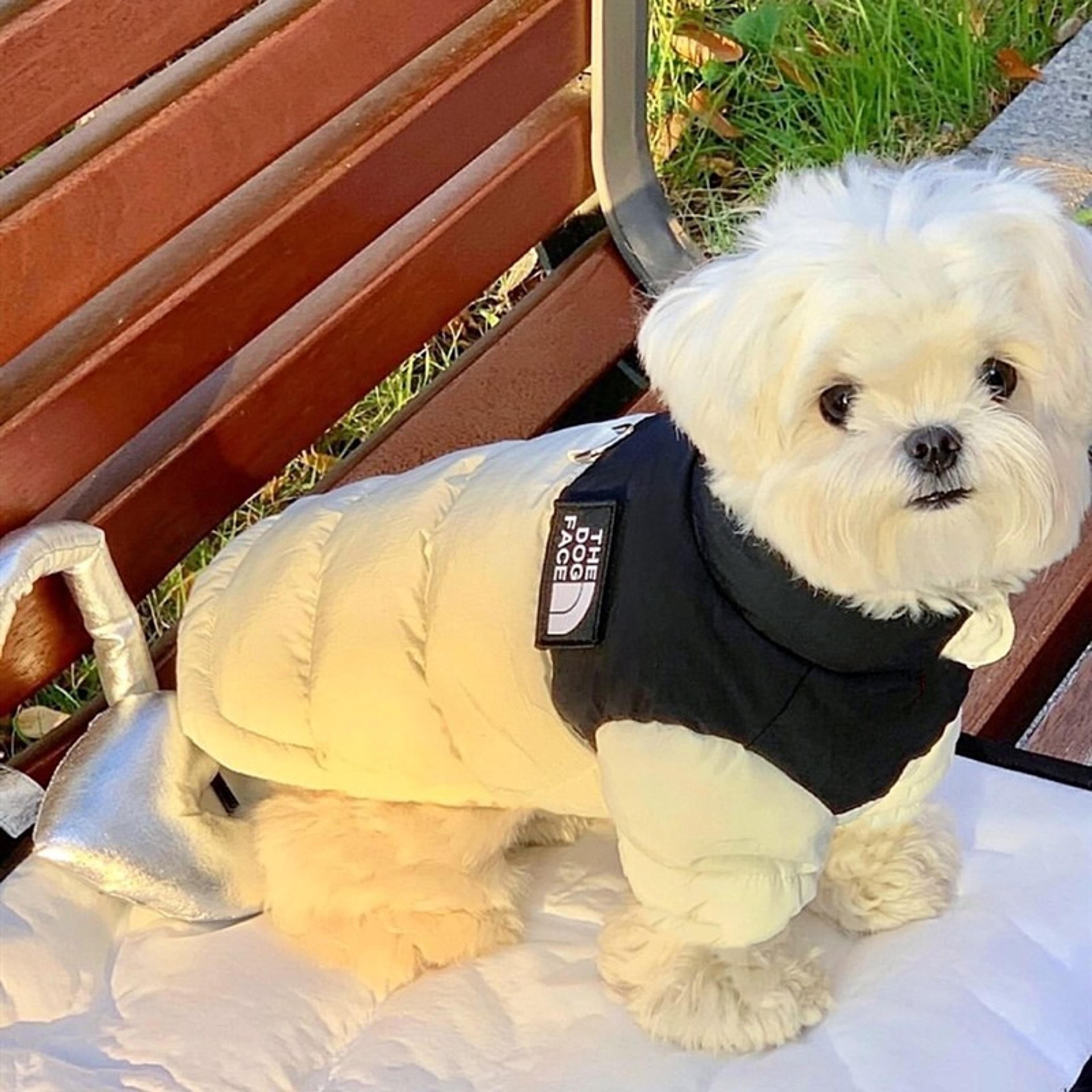 small to medium dog cute winter clothing, pet warm cotton coat two-legged, thickened teddy down jacket