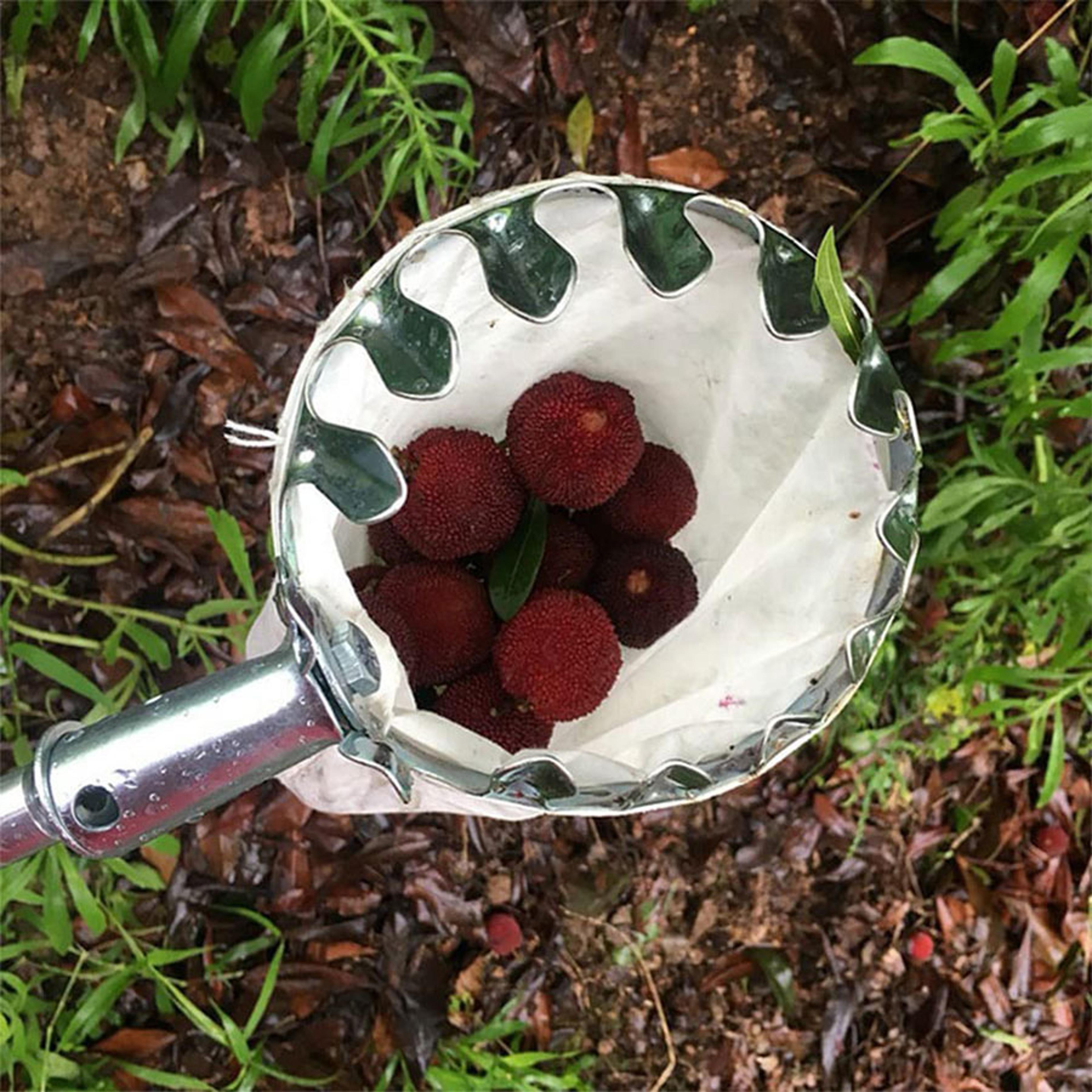 berry tree collector gardening tool, collect picker for fruits, farm gadgets and garden work supplies