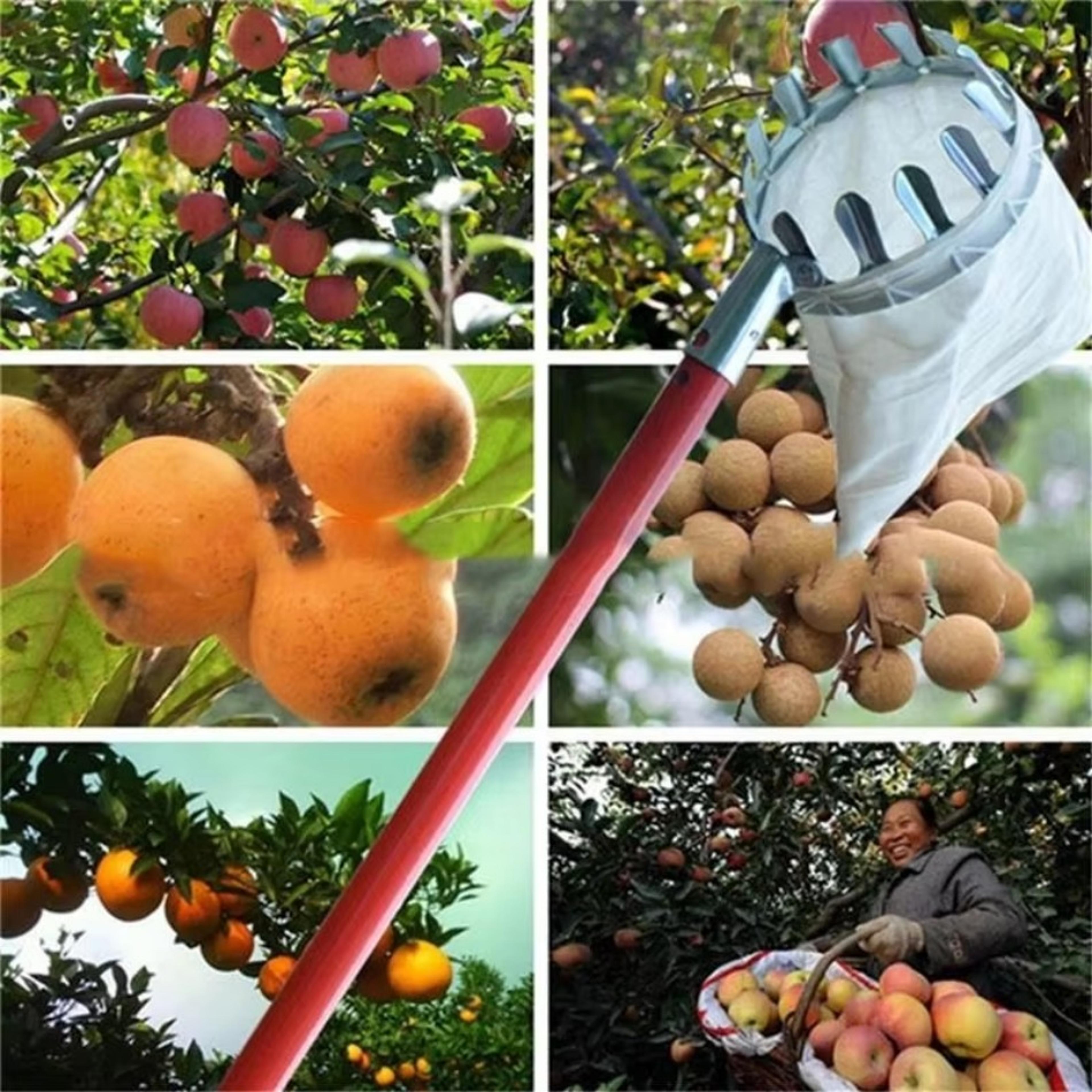 high-altitude fruit picker, galvanized iron garden tool, durable farm tool for efficient harvesting