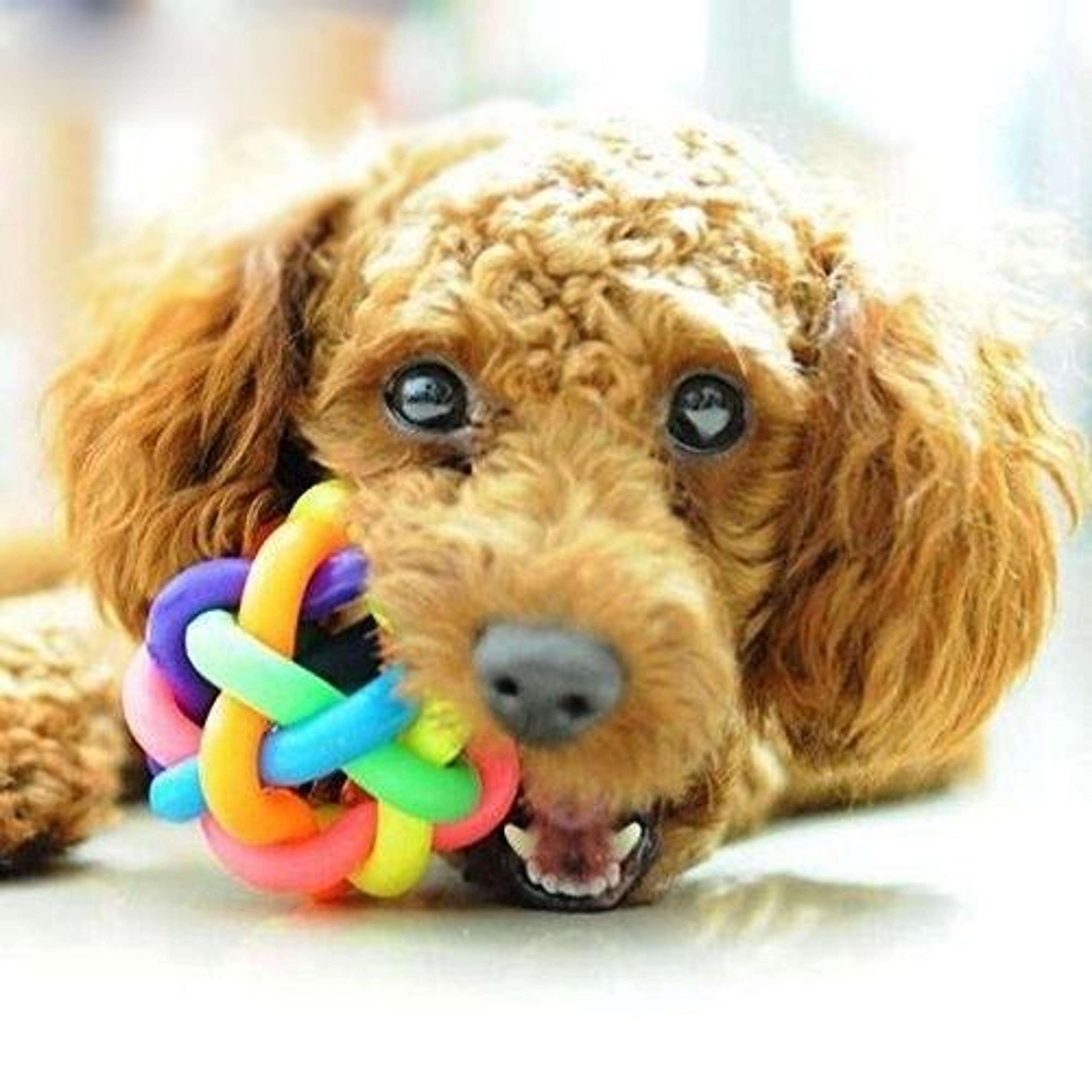colorful weave bell ball interactive pet toy for dogs and cats