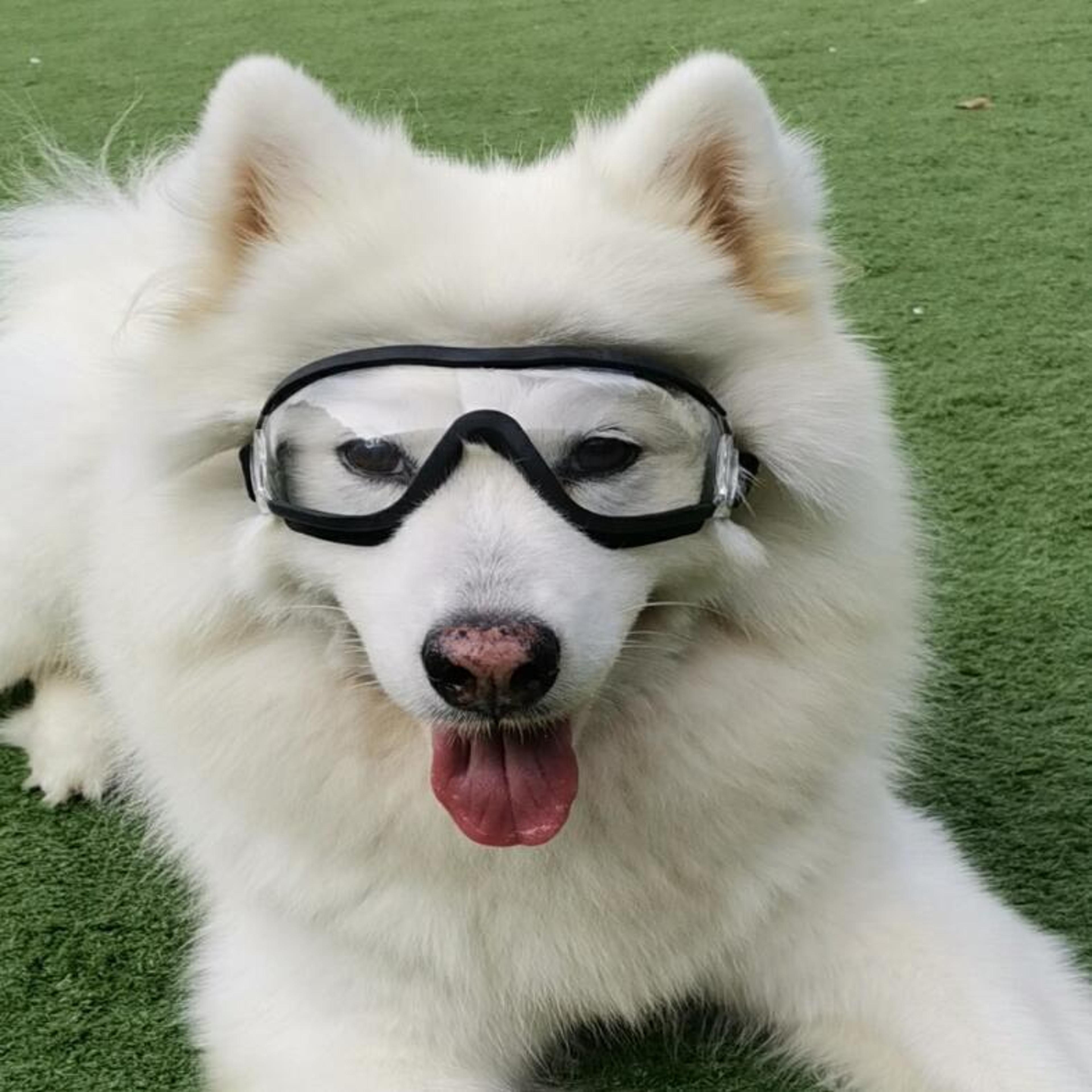 clearshield dog goggles waterproof windproof pet eye protection glasses for outdoor adventures