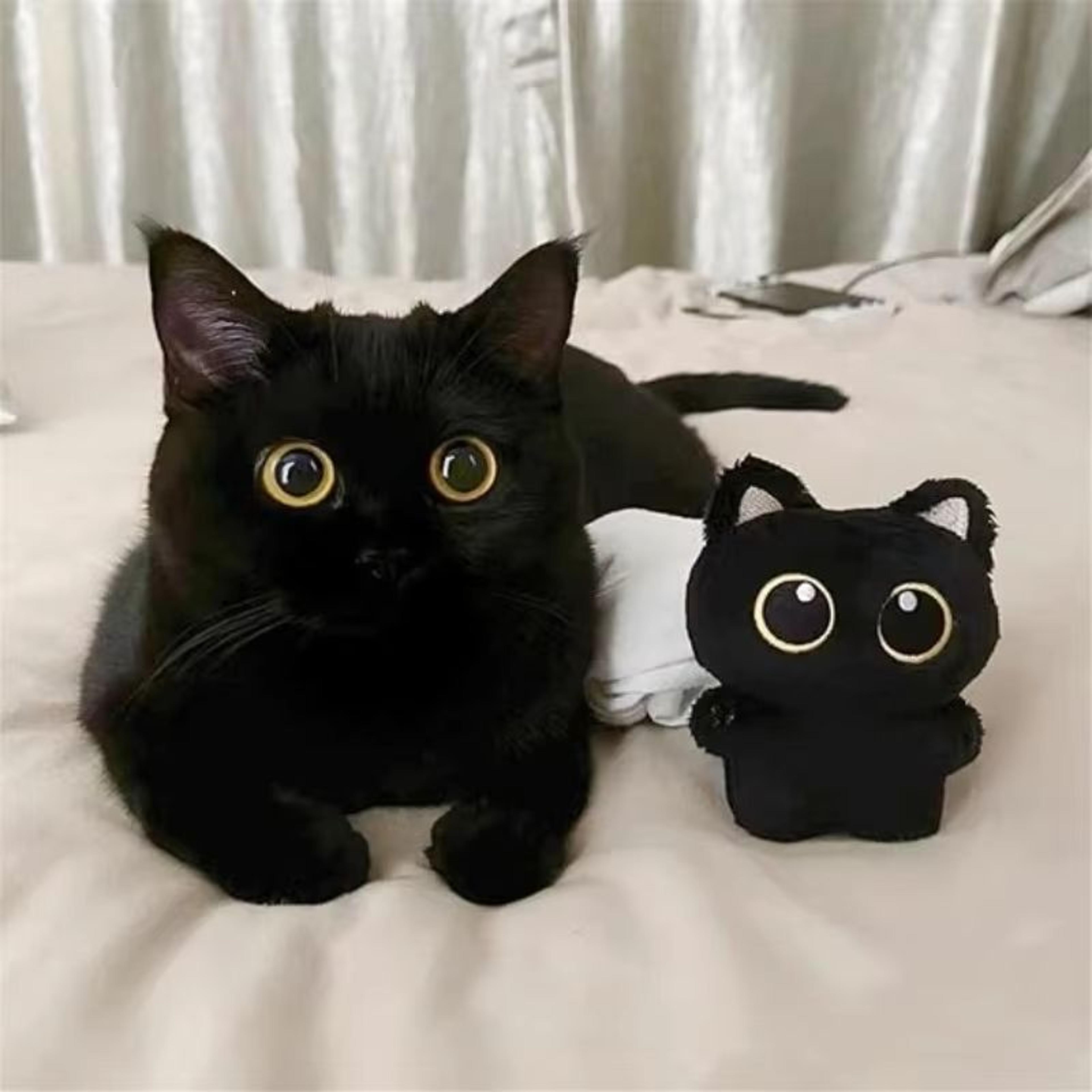 big eyed plush cat keychain cute black kitten bag charm for backpacks & keys