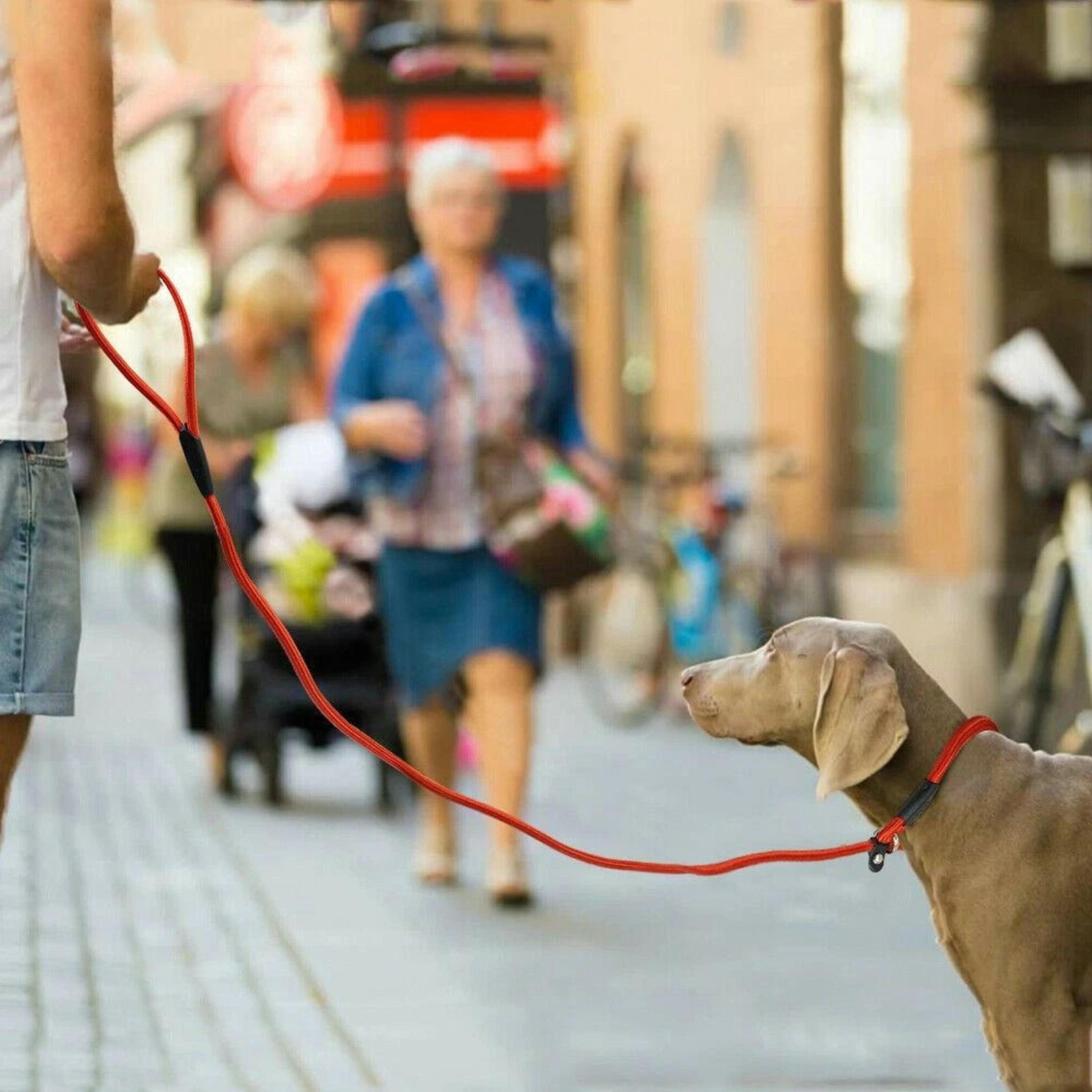 adjustable pet puppy leash, durable nylon slip lead dog, training collar loop rope