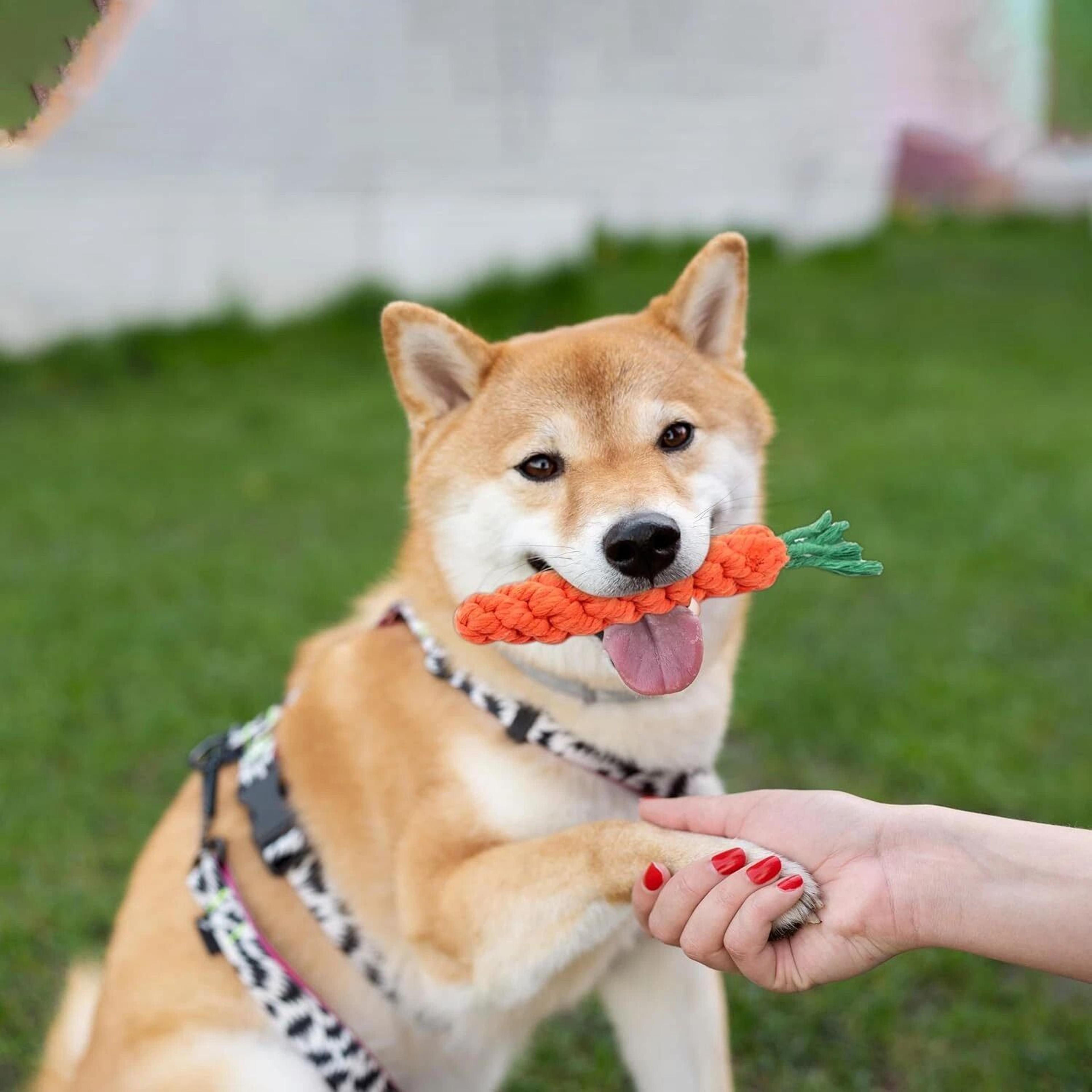 carrot rope dog toys for puppy teething and dental chew play