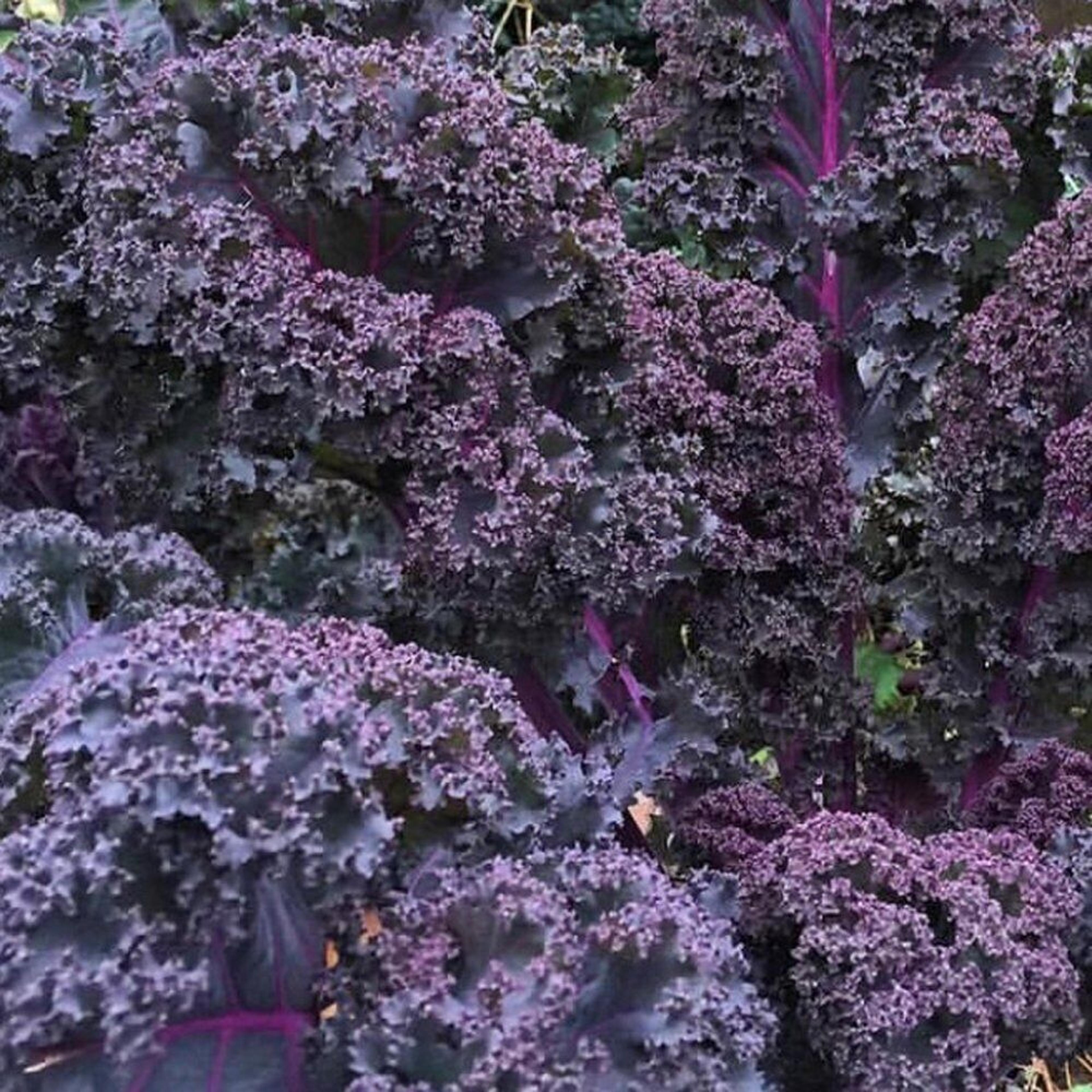 scarlet kale, non-gmo dark purple ornamental & edible plant, nutrient-rich, beautiful garden addition