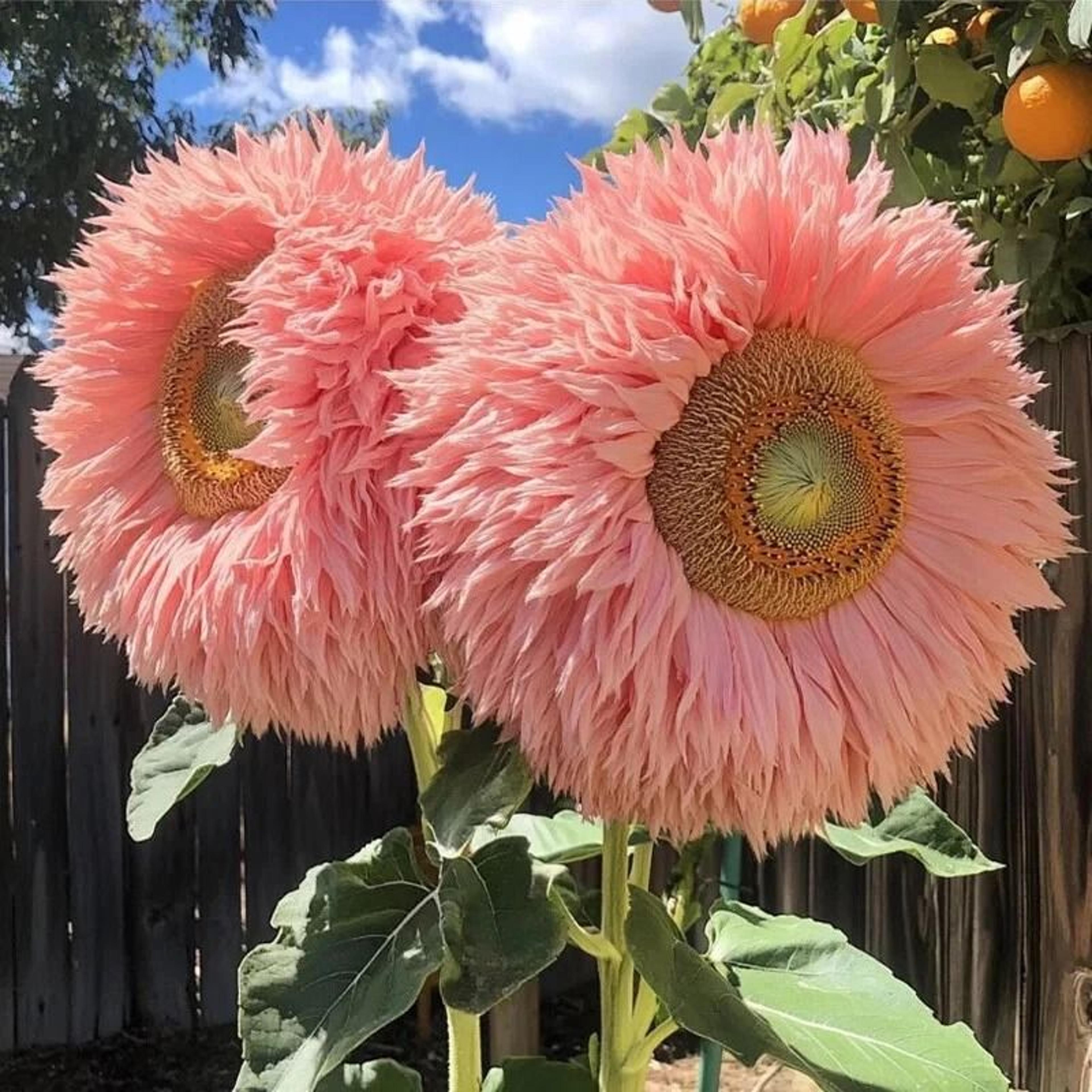 pink giant teddy bear sunflower seeds