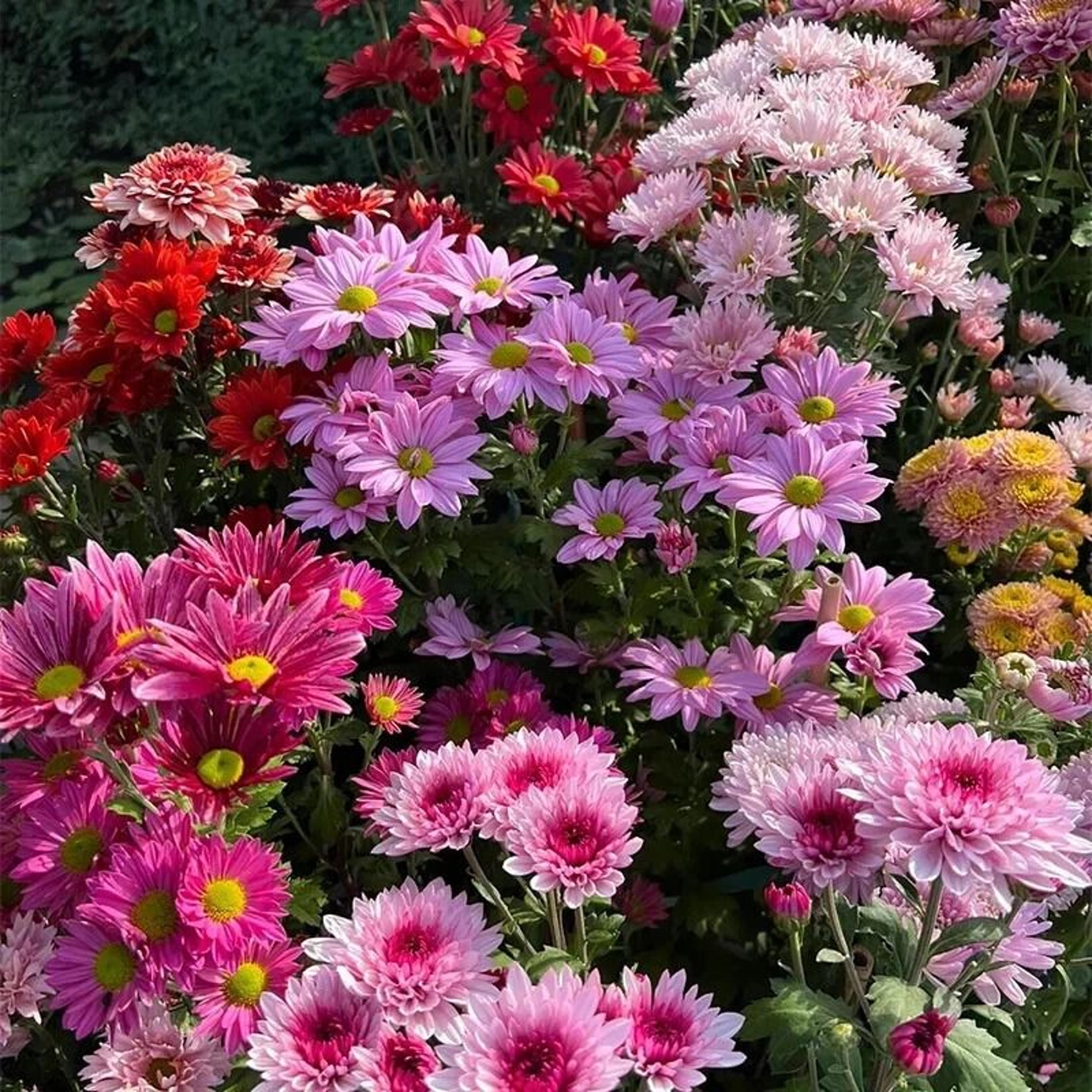 mixed perennial chrysanthemum seeds