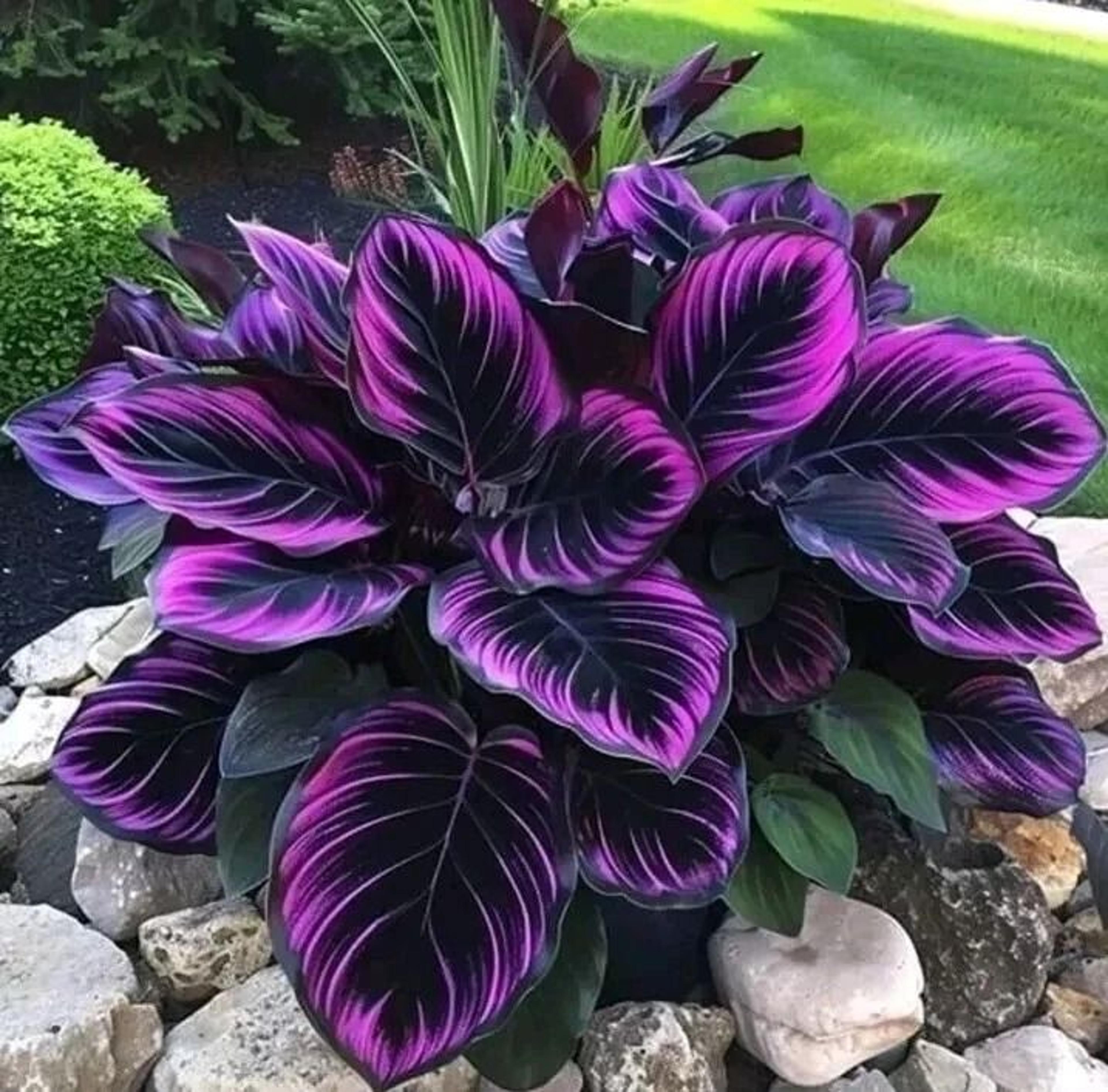 purple tip calathea couture flower seeds indoor or outdoor beautiful plant