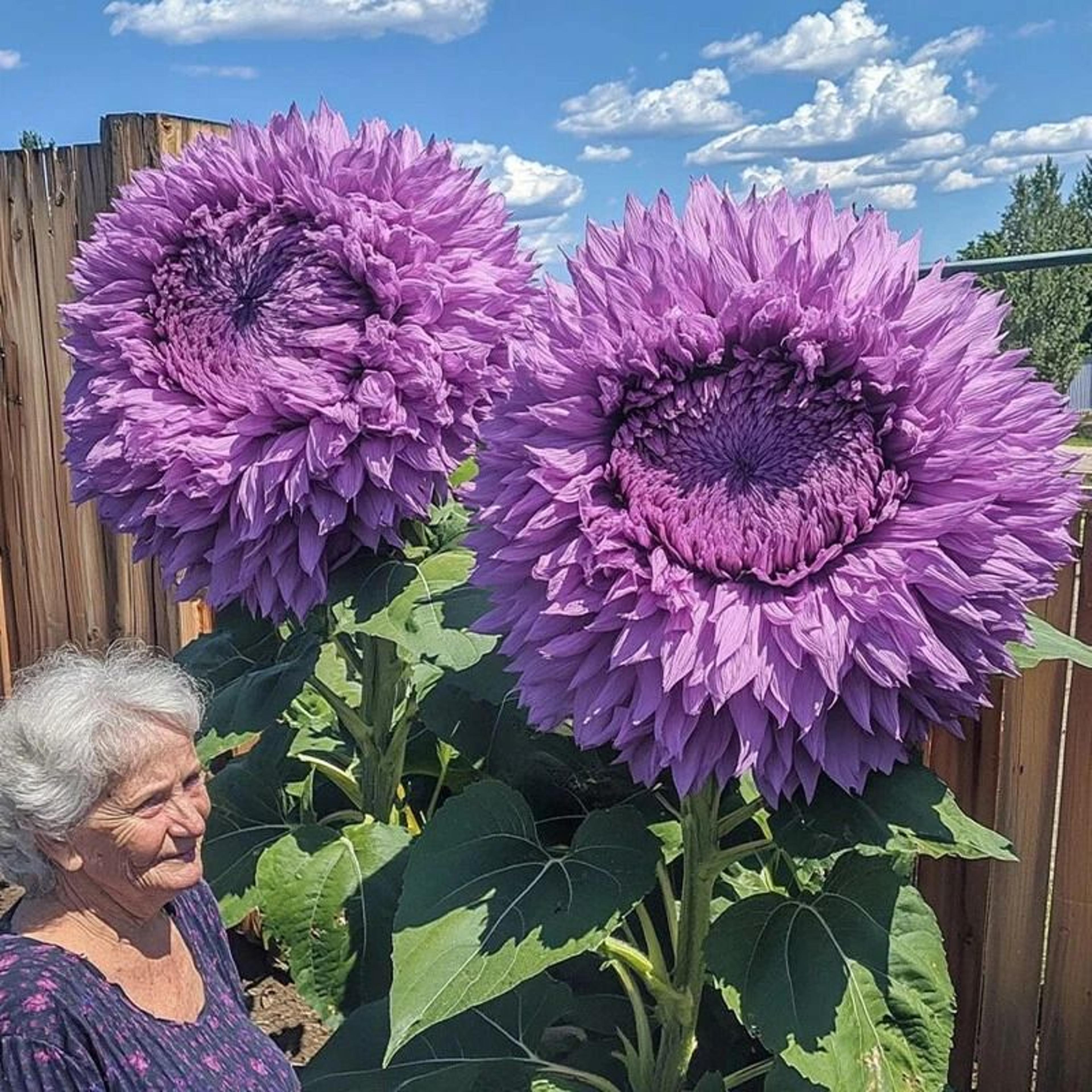 purple enchanting giant teddy bear sunflower seeds magical garden borders