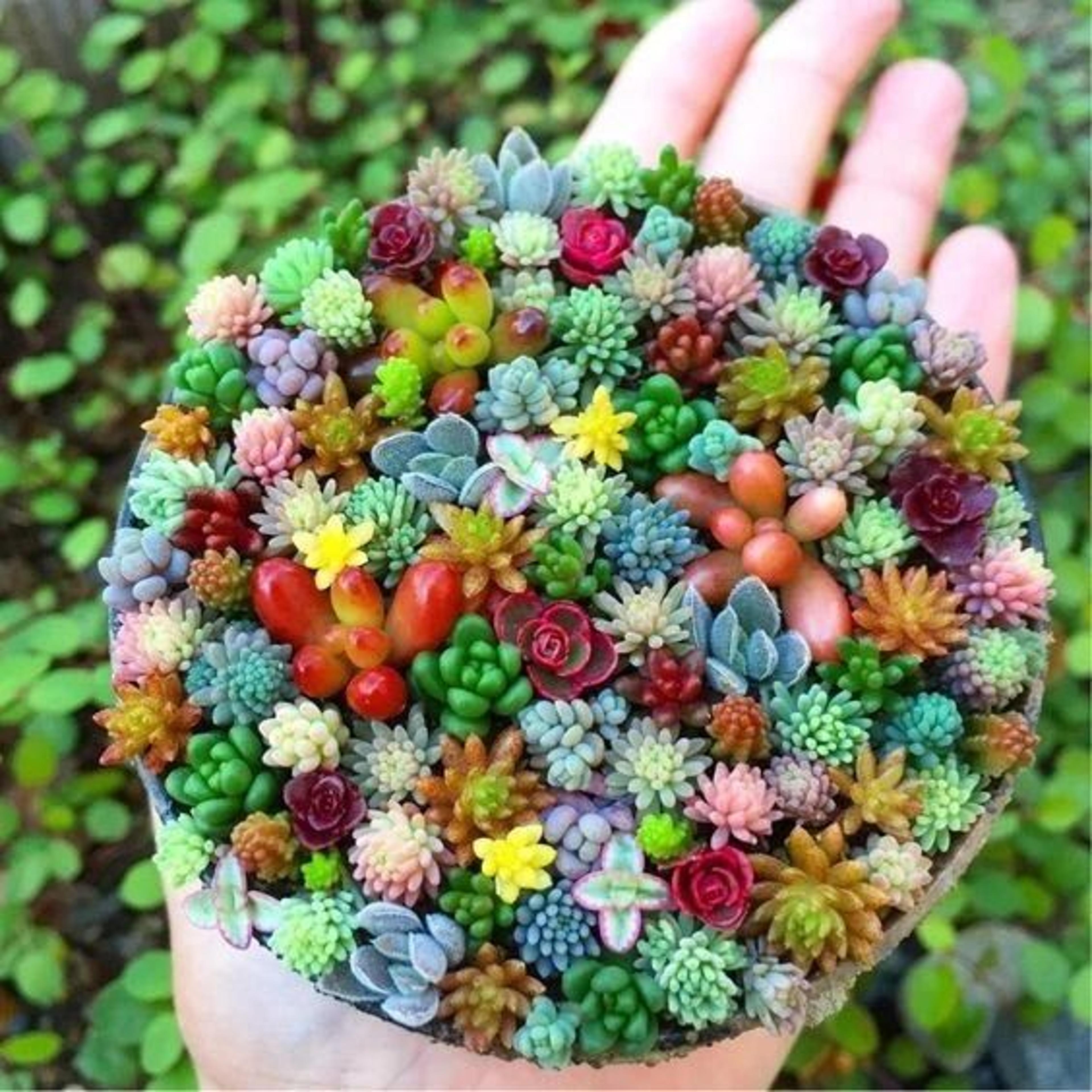 mixed mini succulent seeds