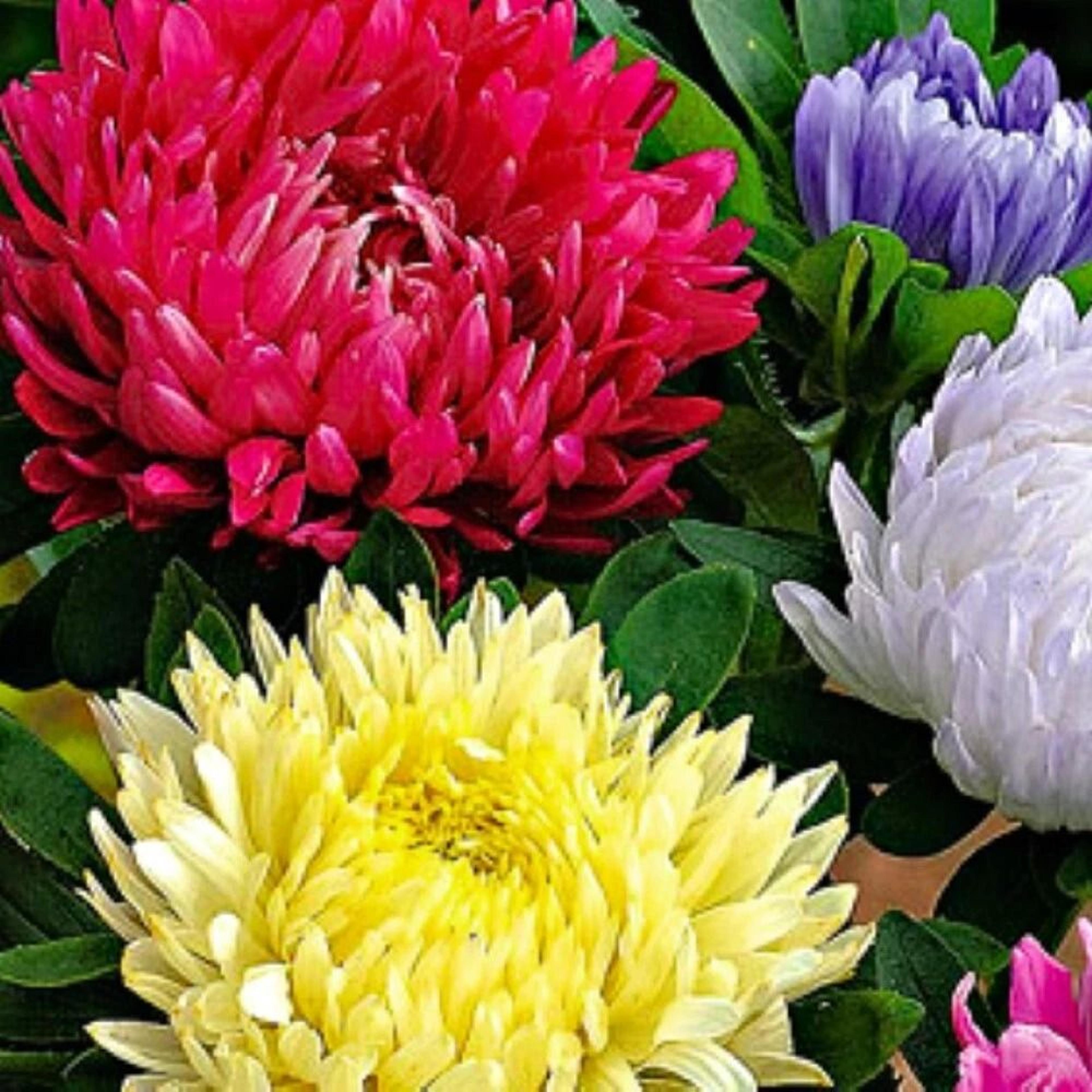 powderpuff mix aster seeds non-gmo heirloom fresh flower seeds