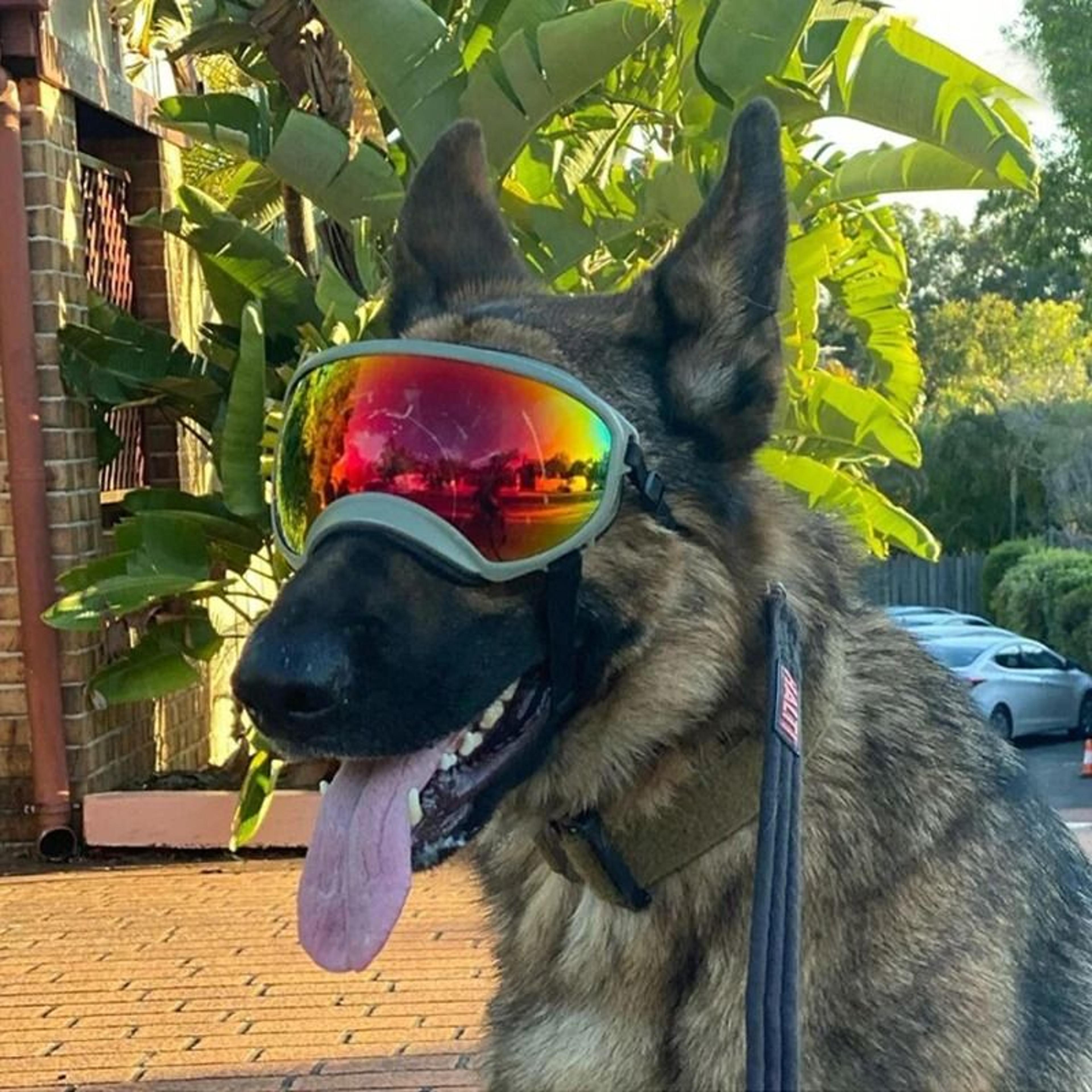 anti uv dog goggles sunglasses for windproof outdoor eye protection