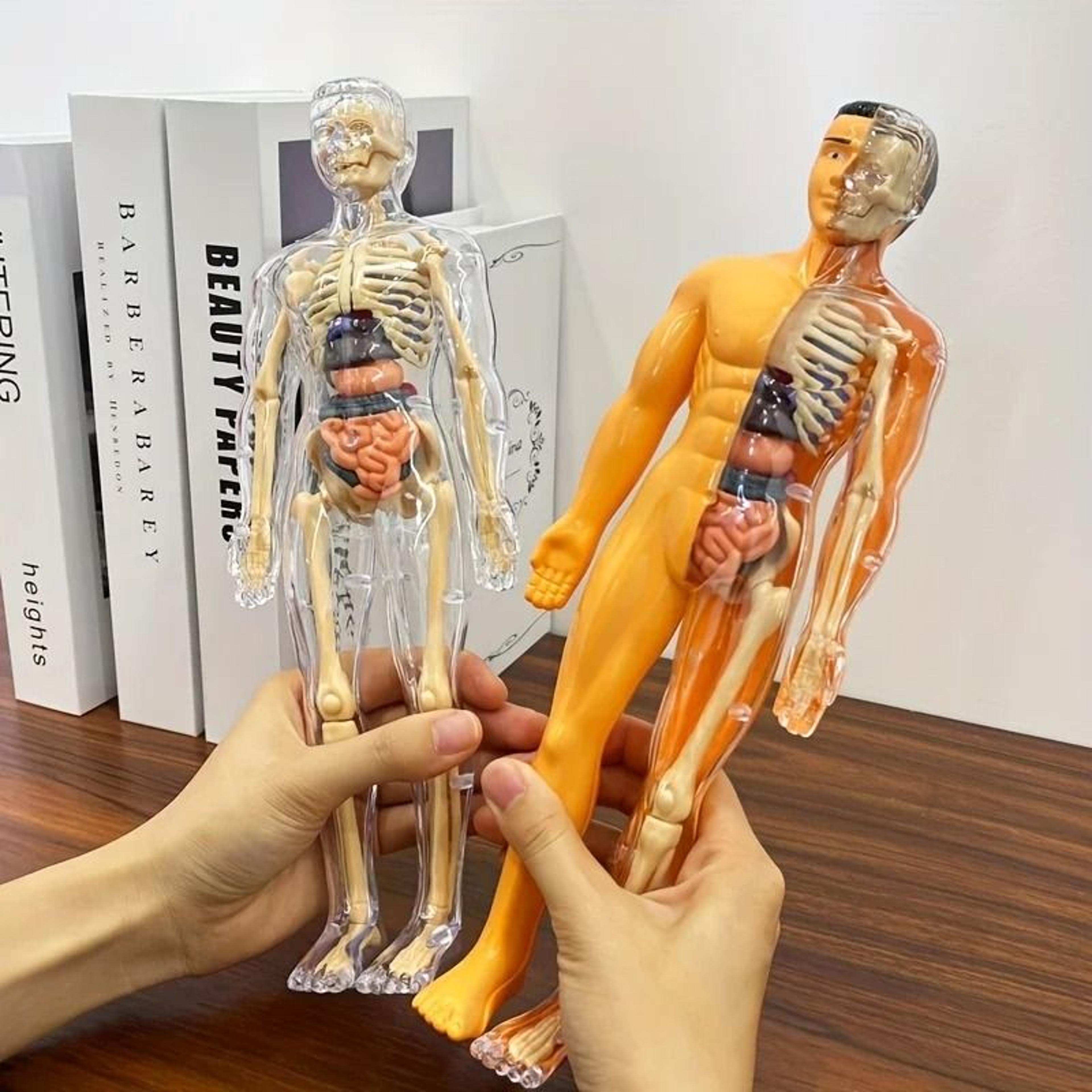 human anatomy model with removable bones and complete trunk medical teaching skeleton kit