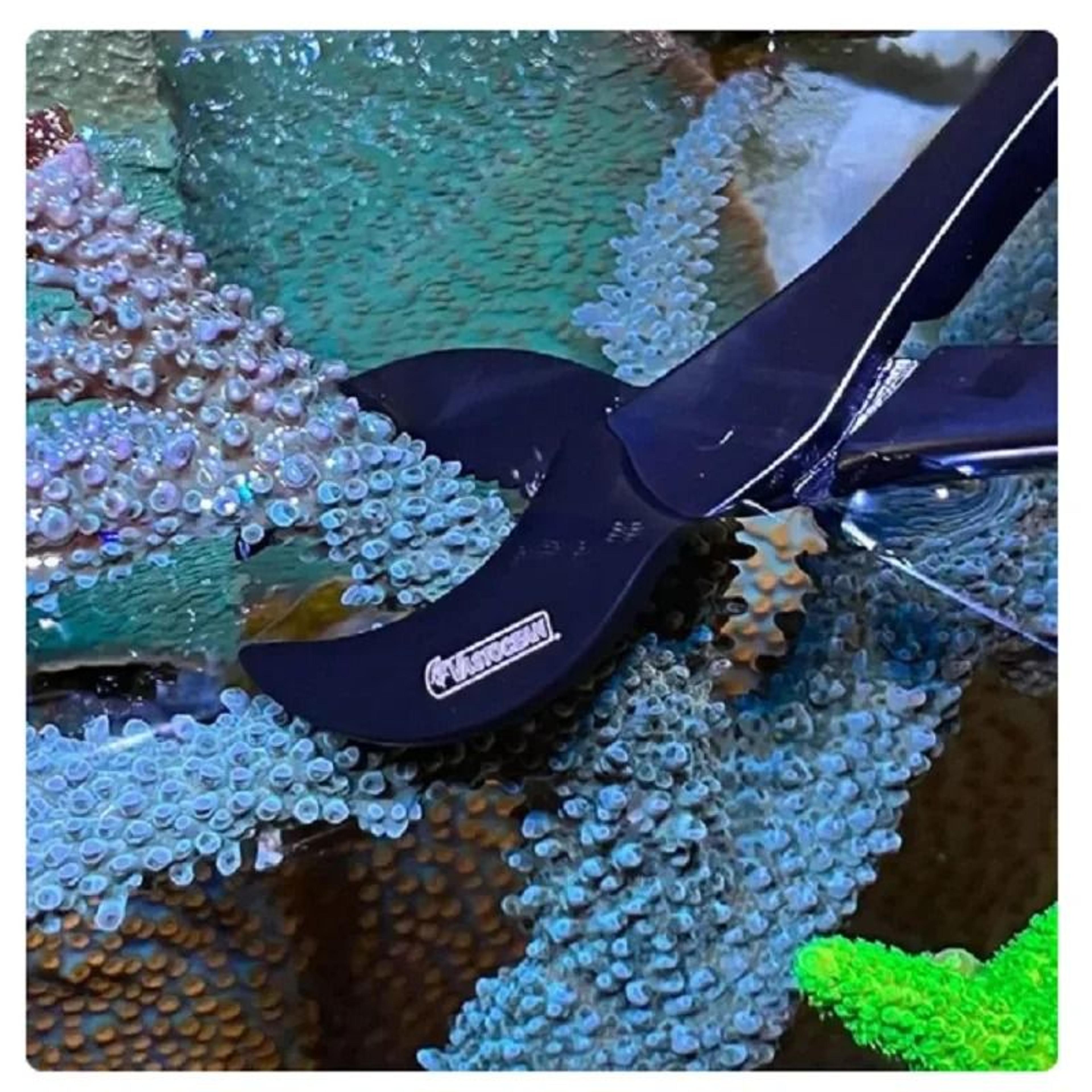 professional stainless steel coral fragging scissors