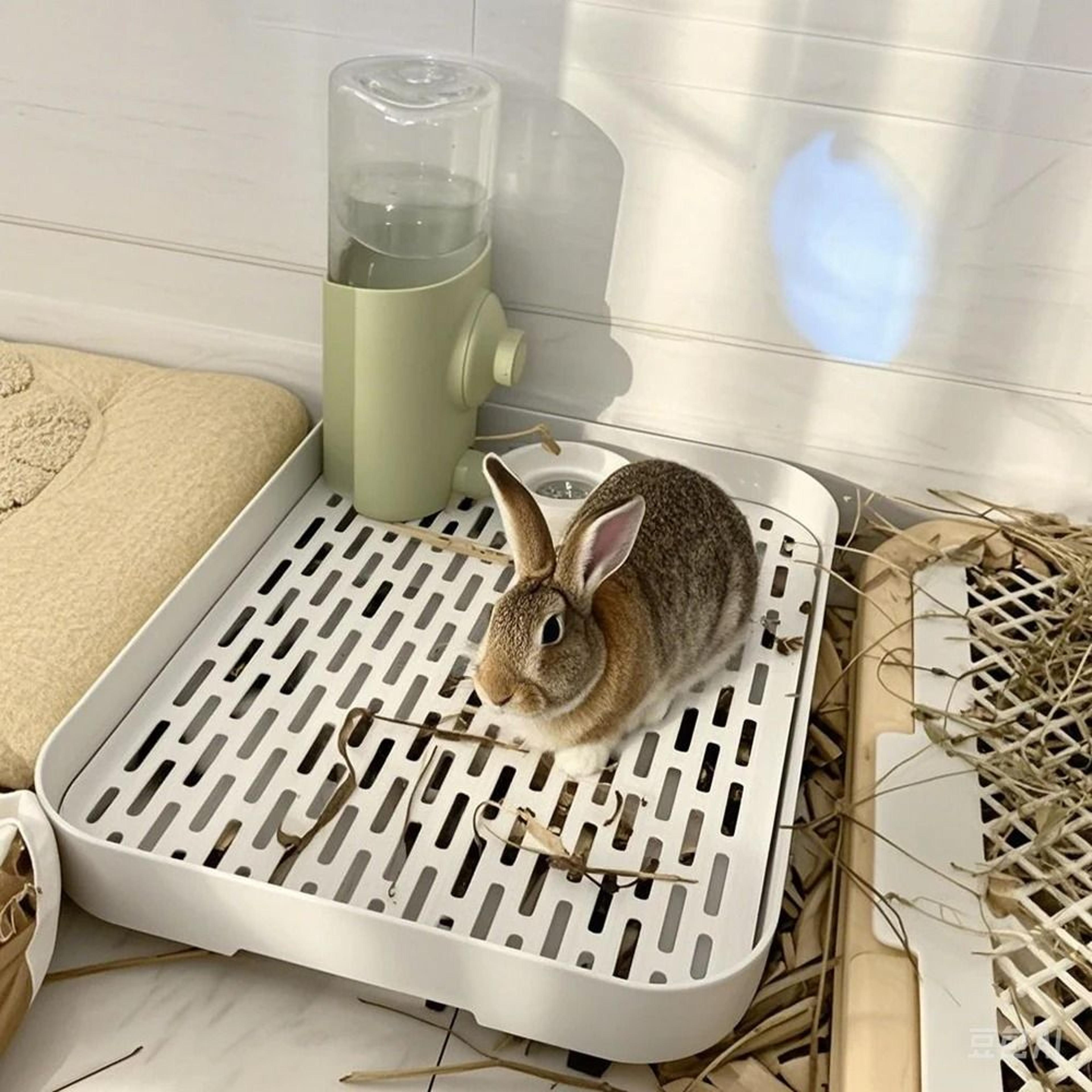 professional rabbit and small pet corner litter box