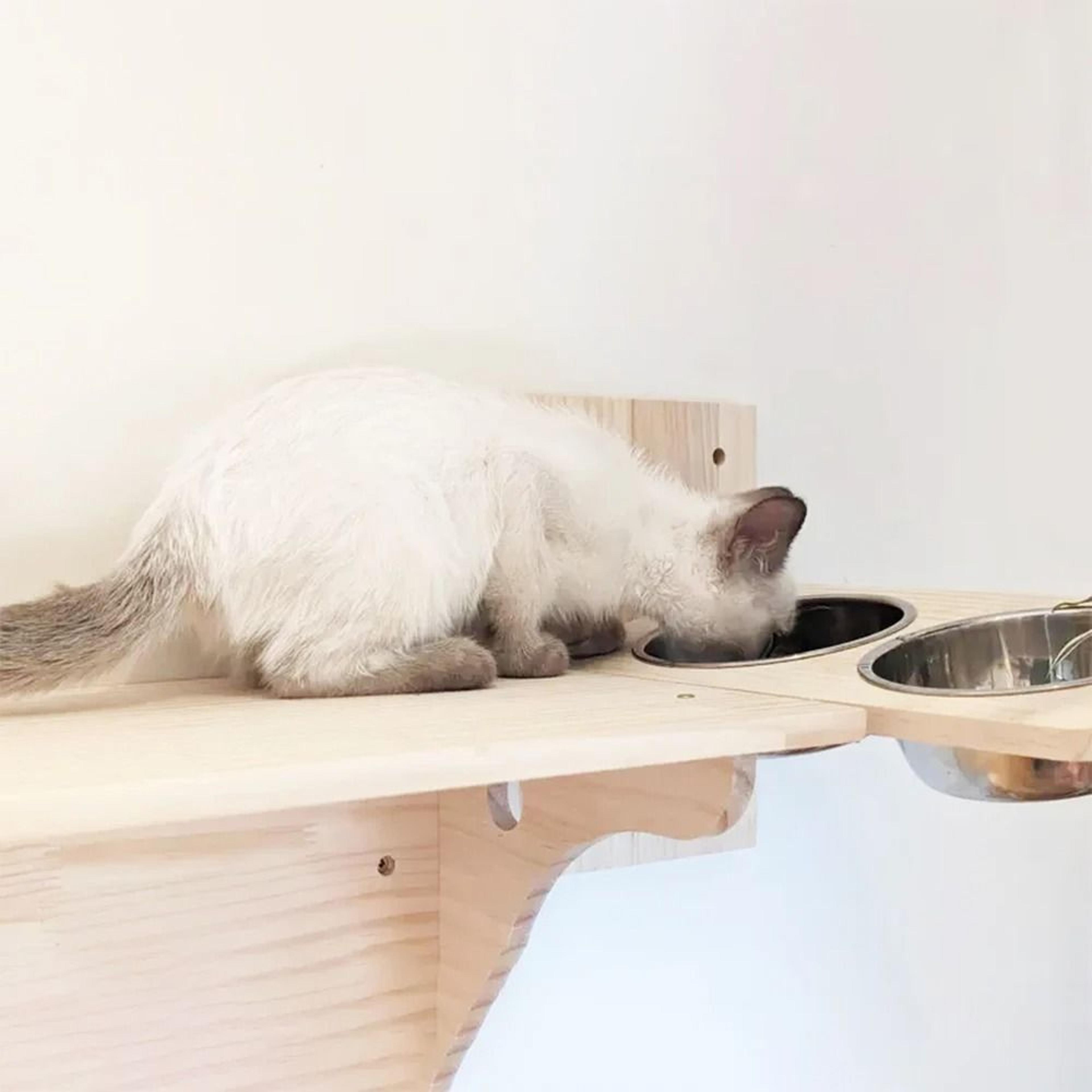 wall-mounted cat feeding station with double stainless steel bowls
