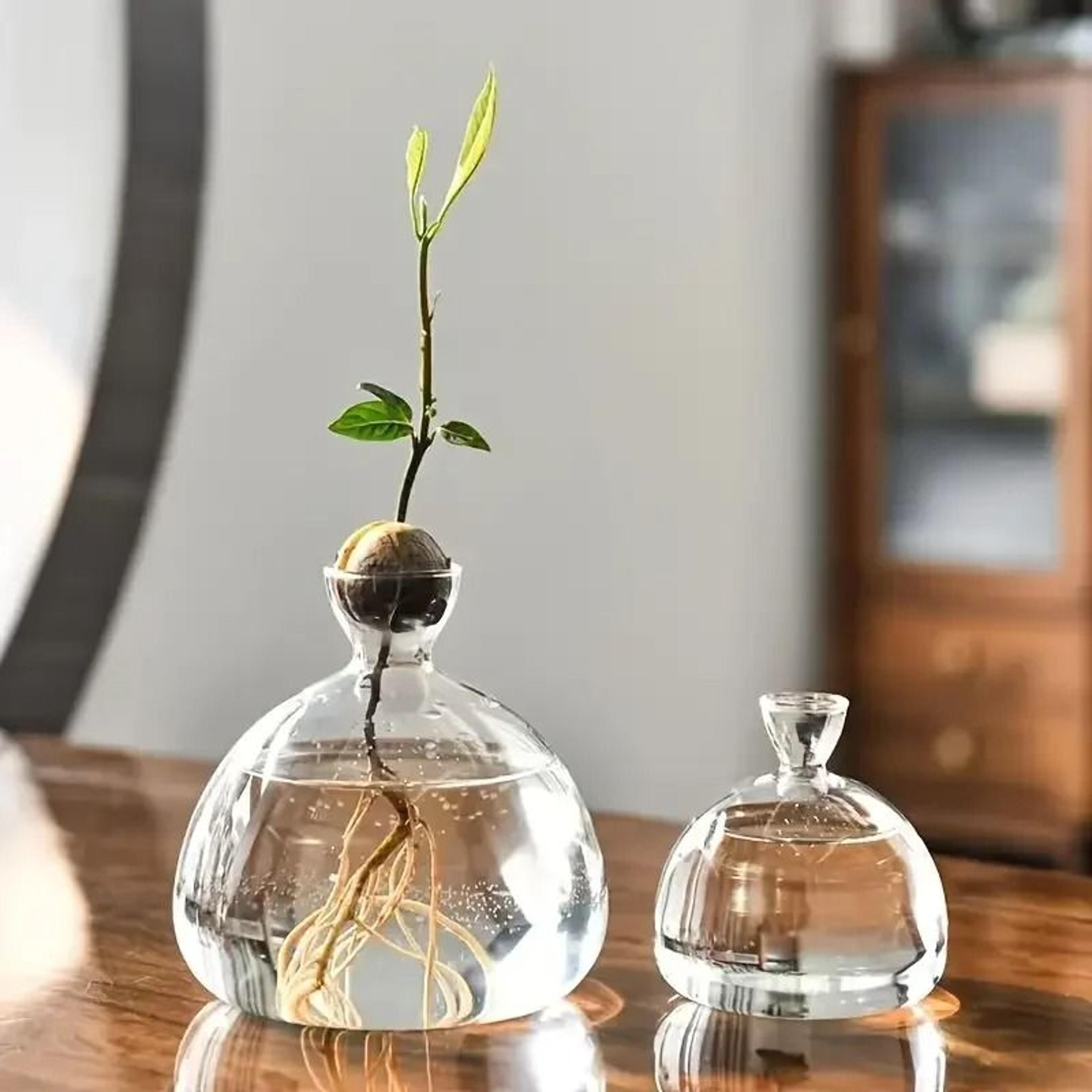 avocado seed starter glass bulb vase