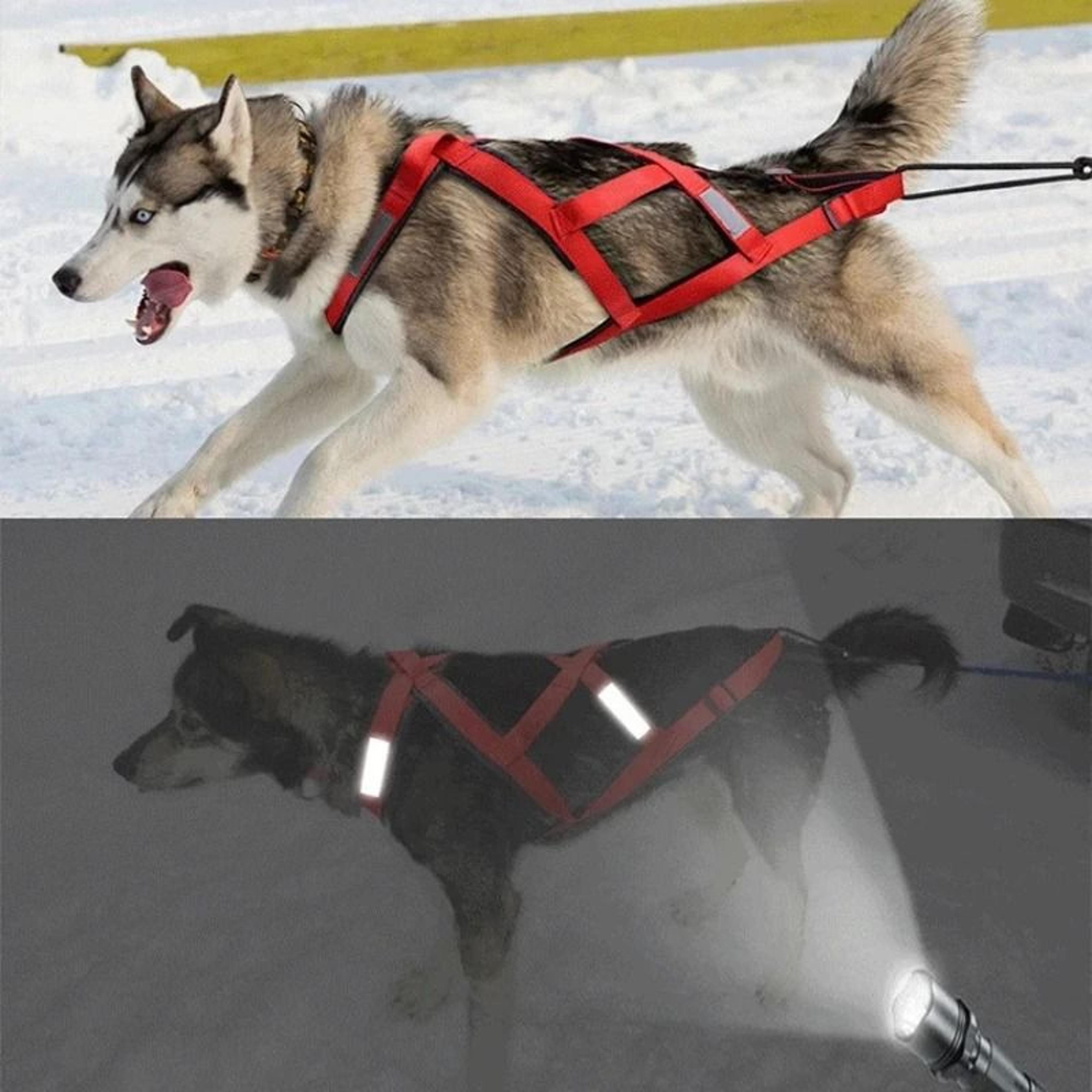 dog outdoor sled and weight training harness
