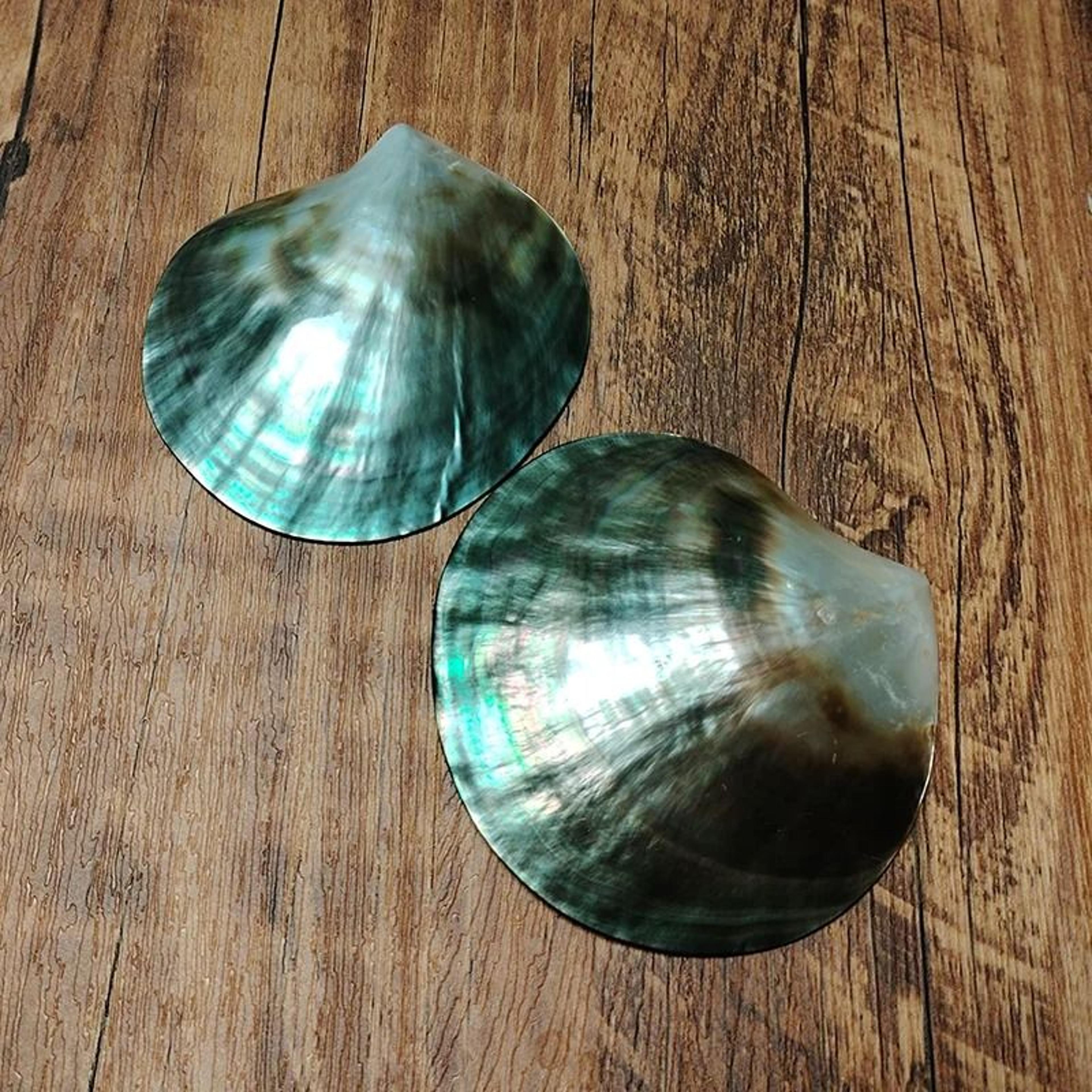 polished black mother of pearl shells – natural pinctada margaritifera specimens for jewelry, caviar serving & creative