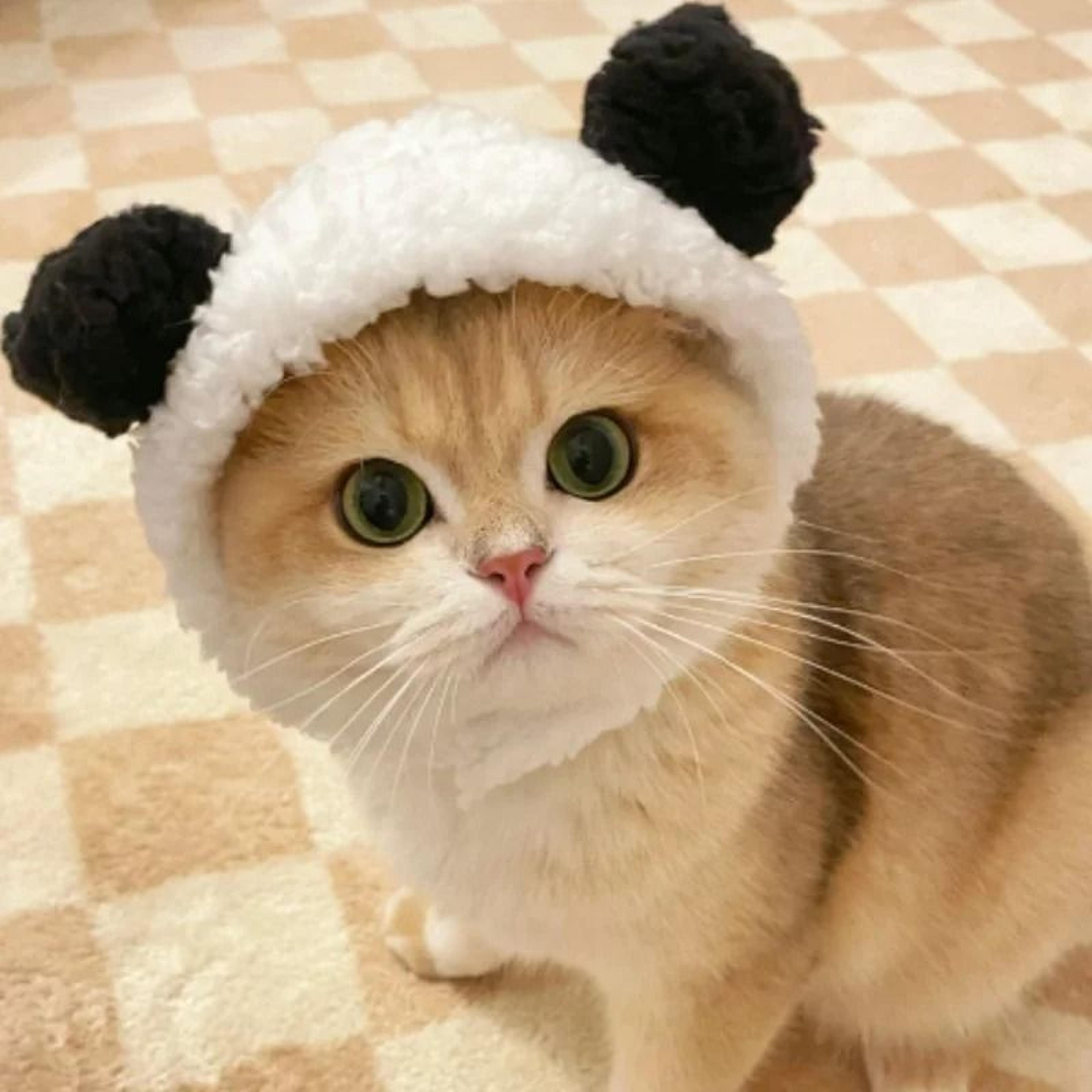 adorable lion mane pet transformation cap