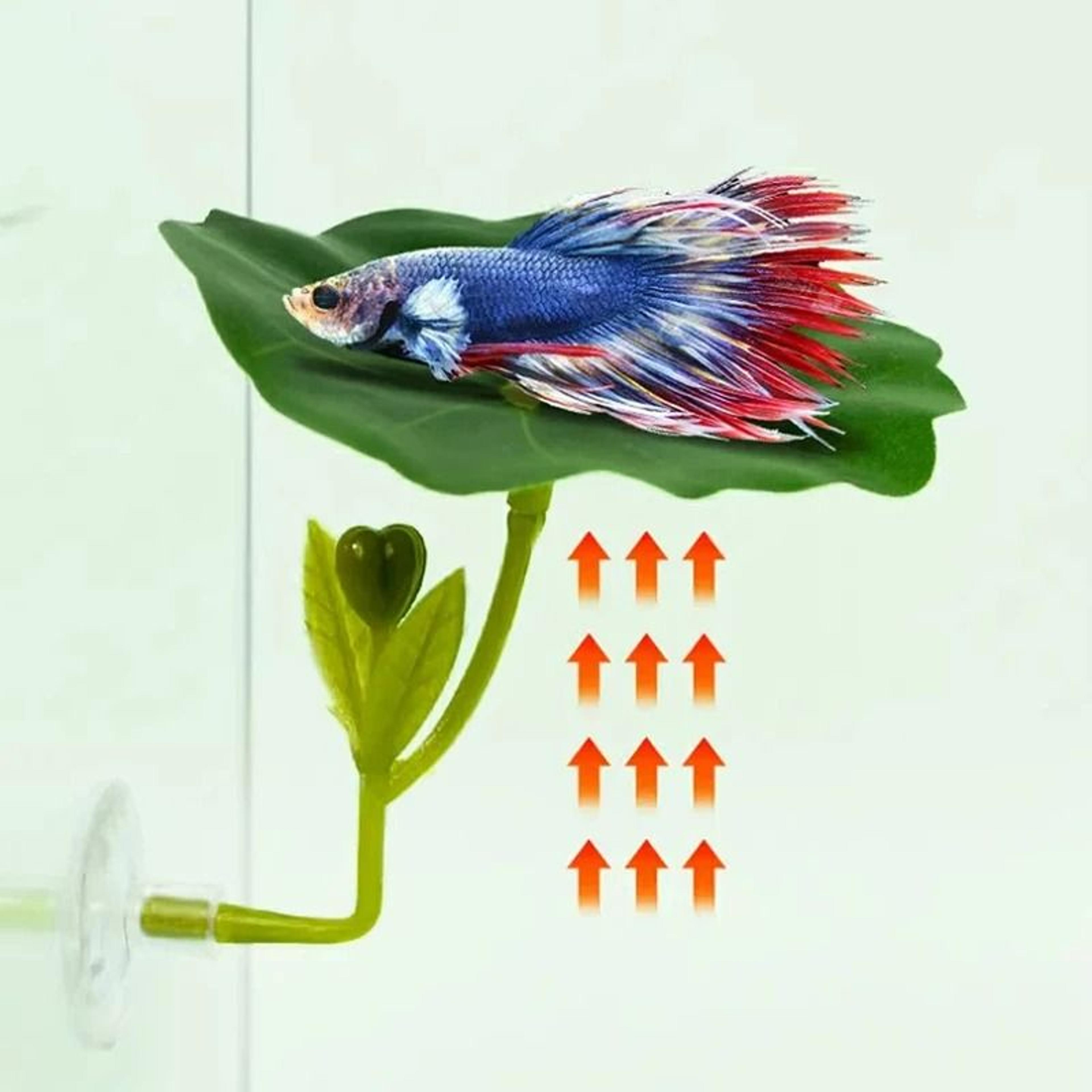 betta fish resting leaf hammock with suction cup