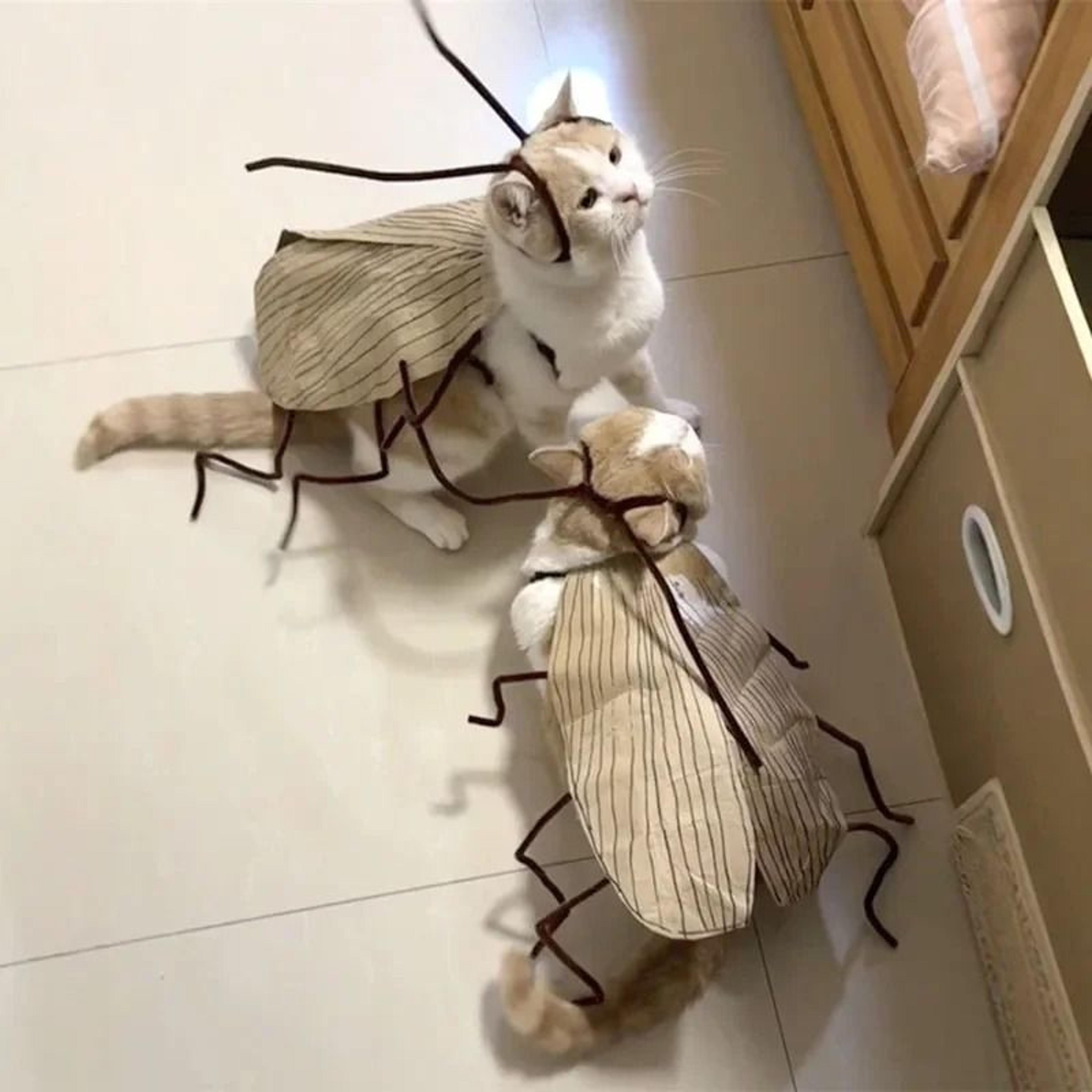cat cockroach costume diy material pack & breathable pet costume
