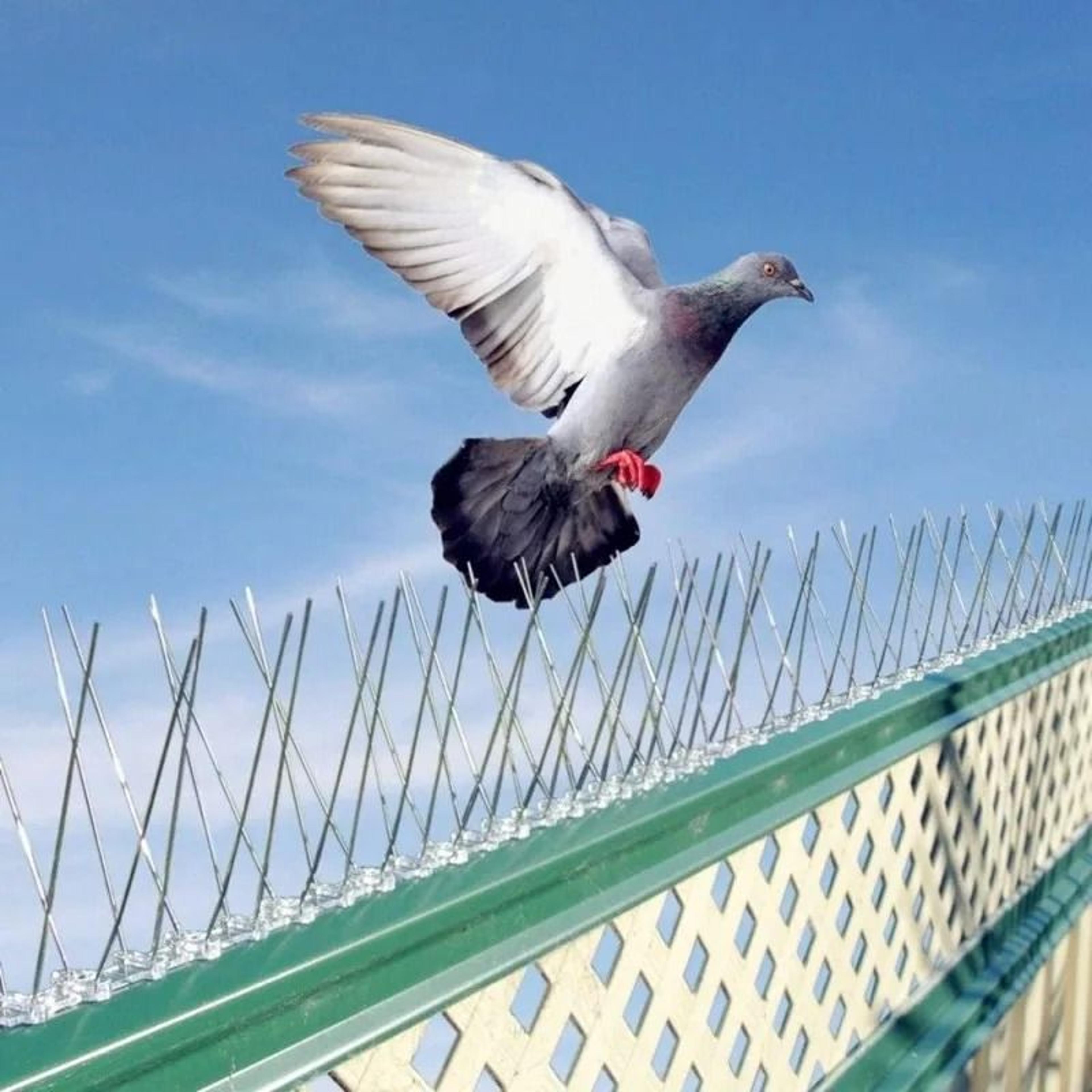 professional stainless steel anti-pigeon & bird deterrent spikes