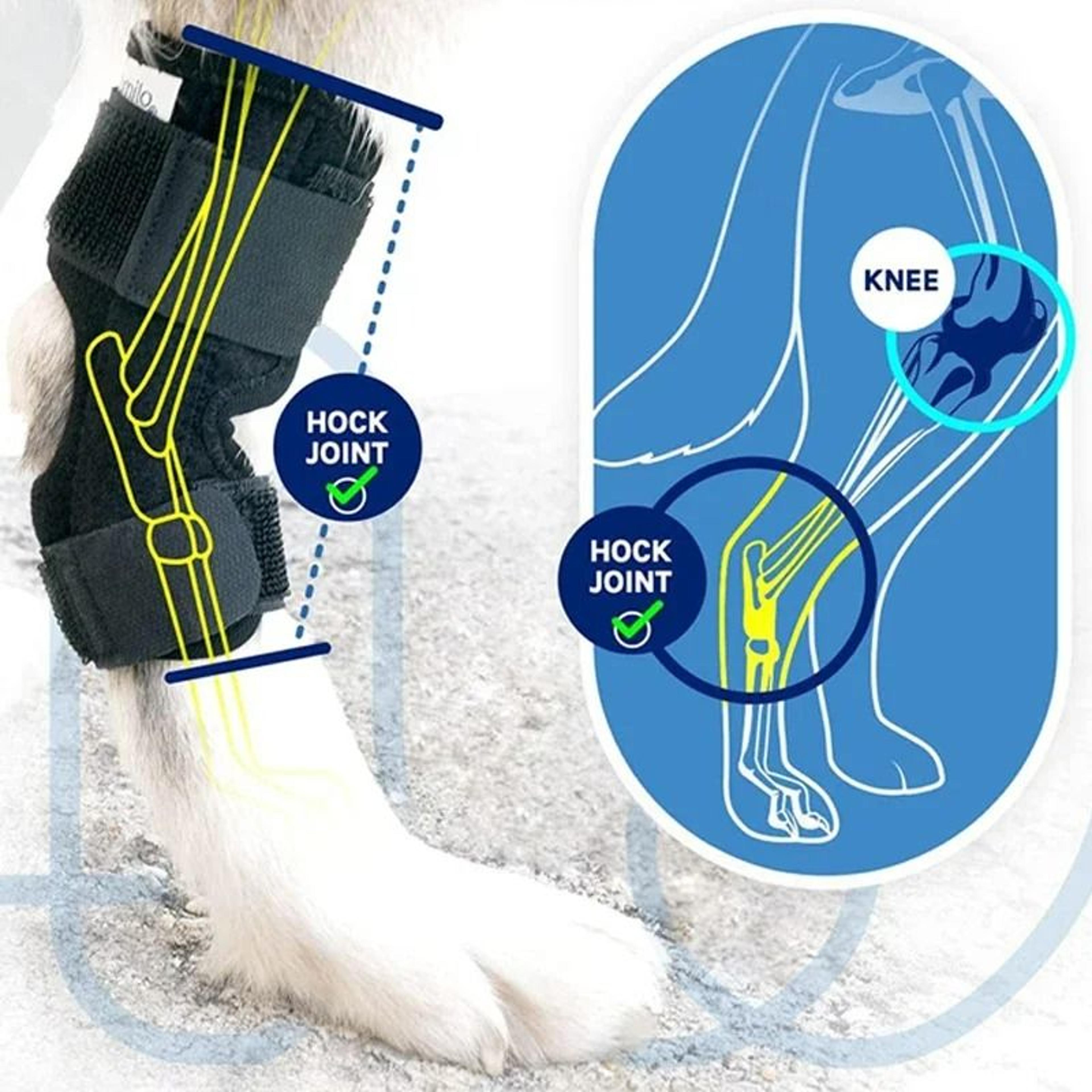 dog leg hock joint wrap & knee support pads (1 pair)