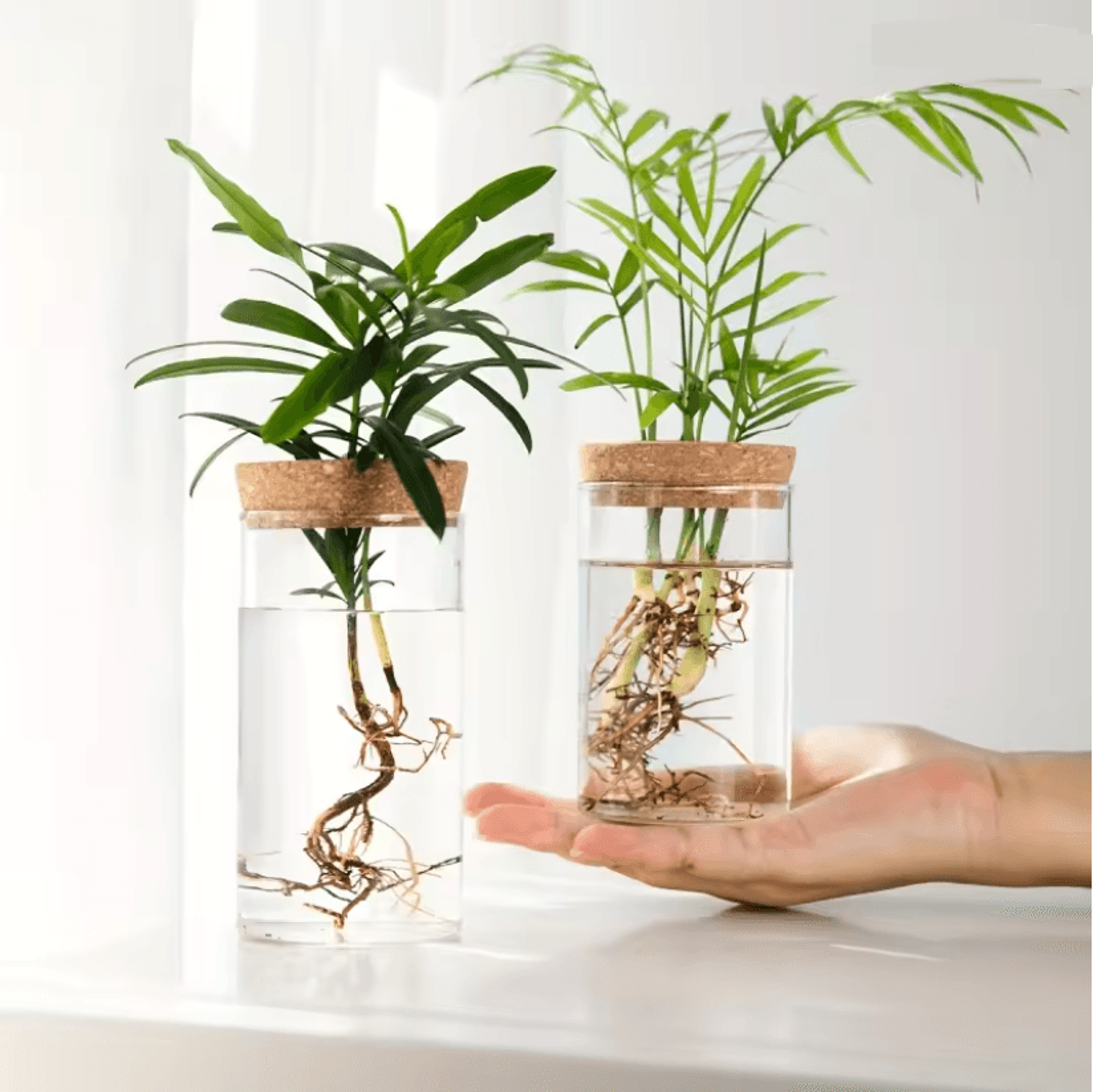 aquabloom desktop glass hydroponic planter vase