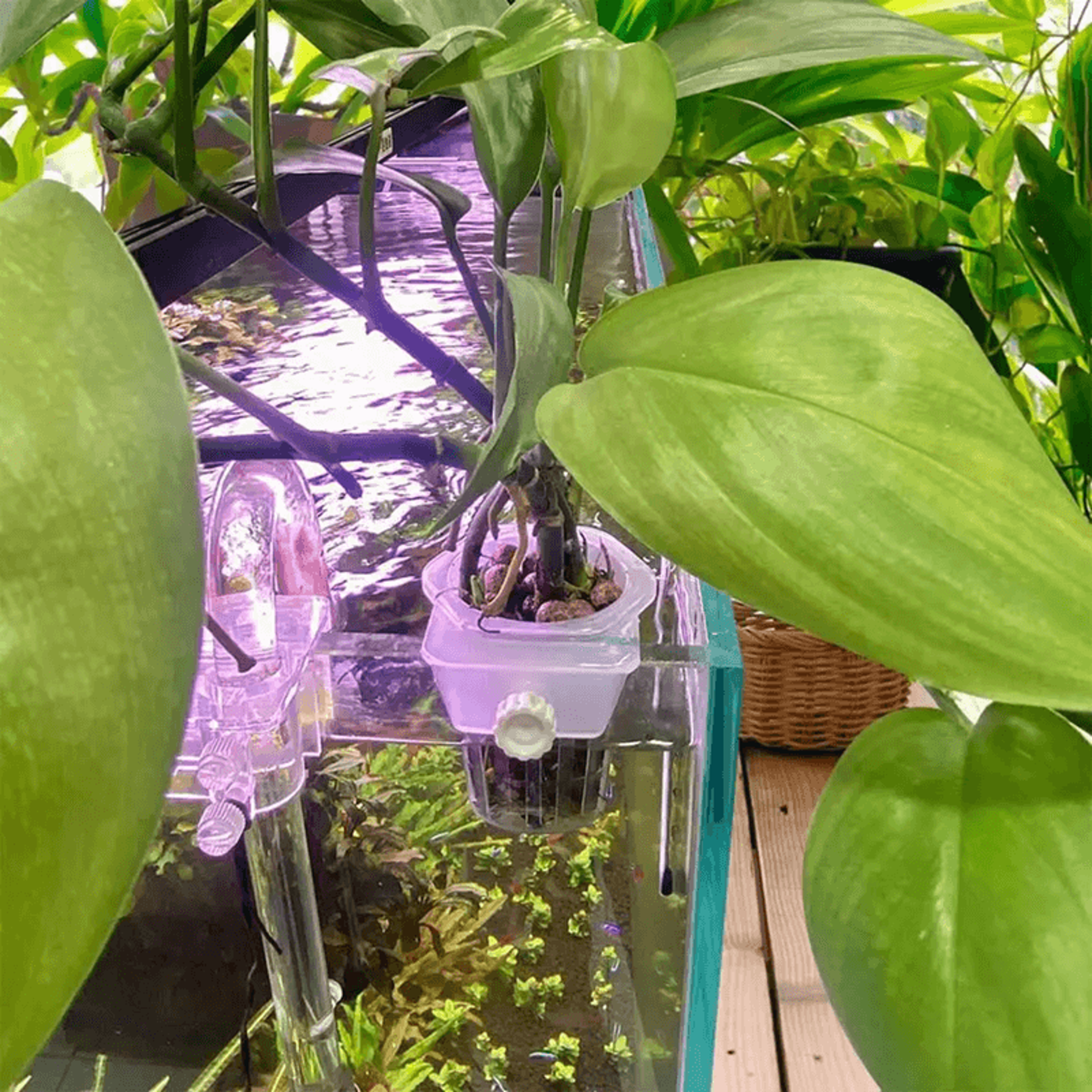 aquabloom hydroponic planting cups – 2 pack floating aquatic plant holders for aquariums