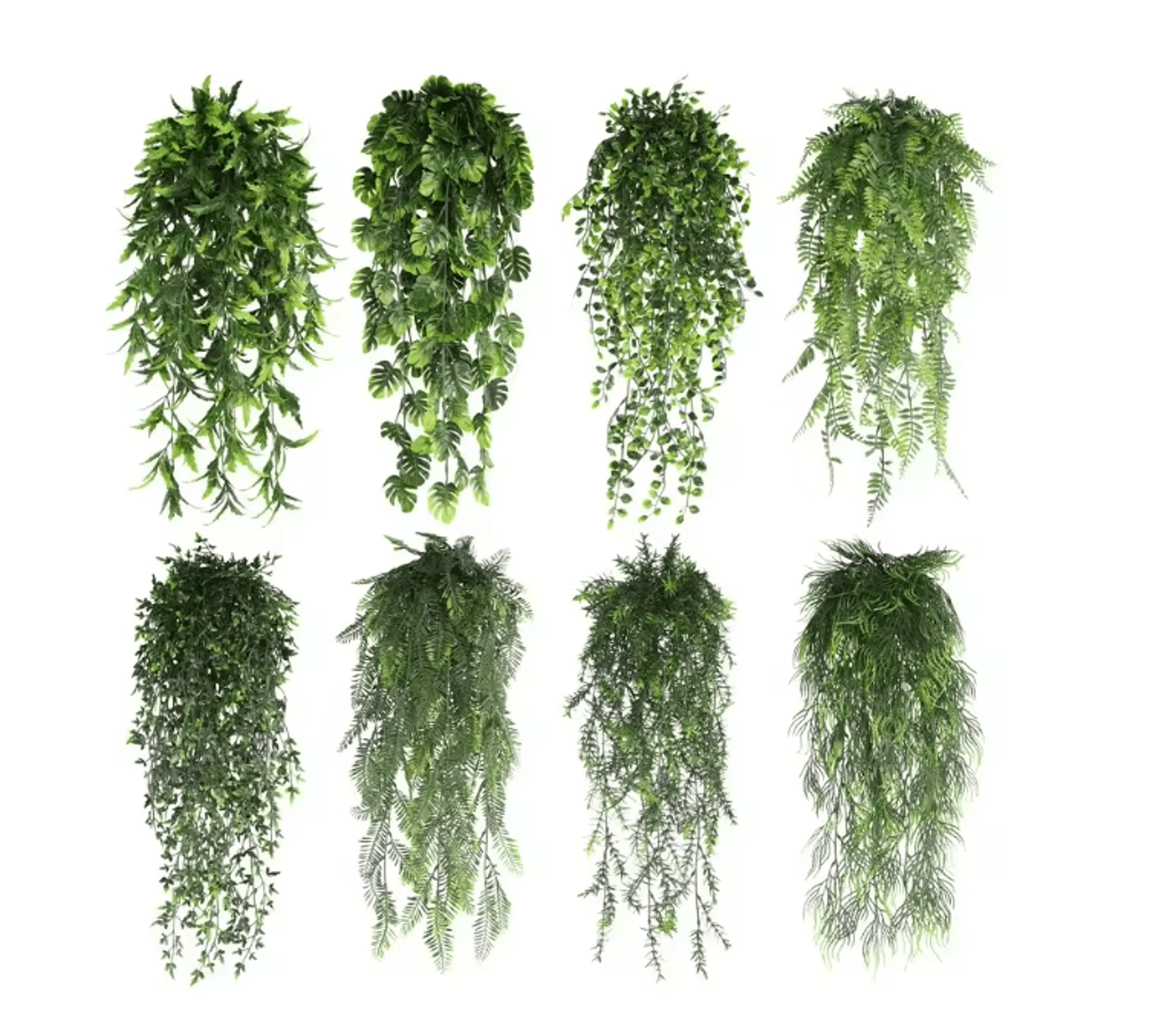 evergreen persian fern vine 90 cm