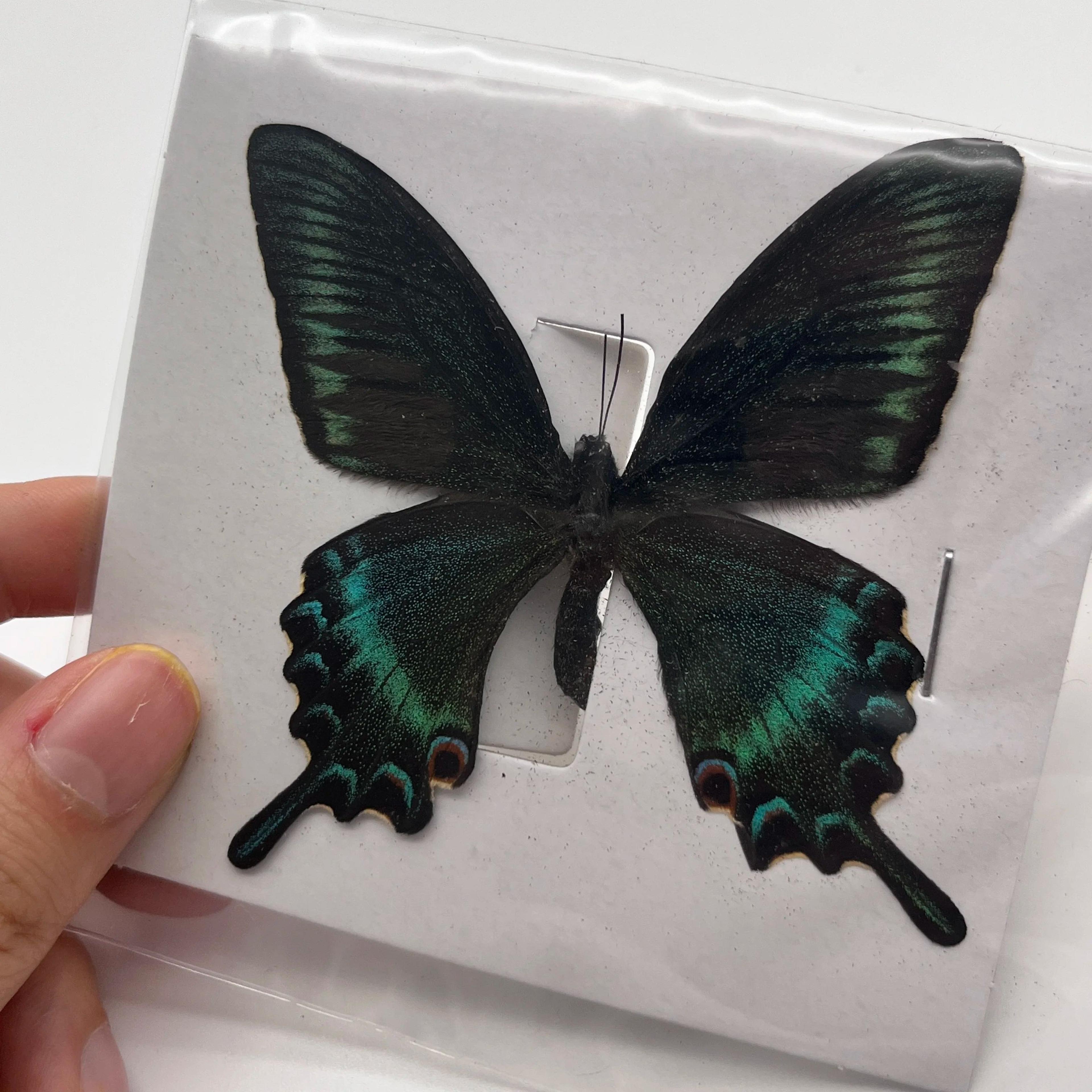 Real Butterfly Specimen Collection Natural Insect Display Decor