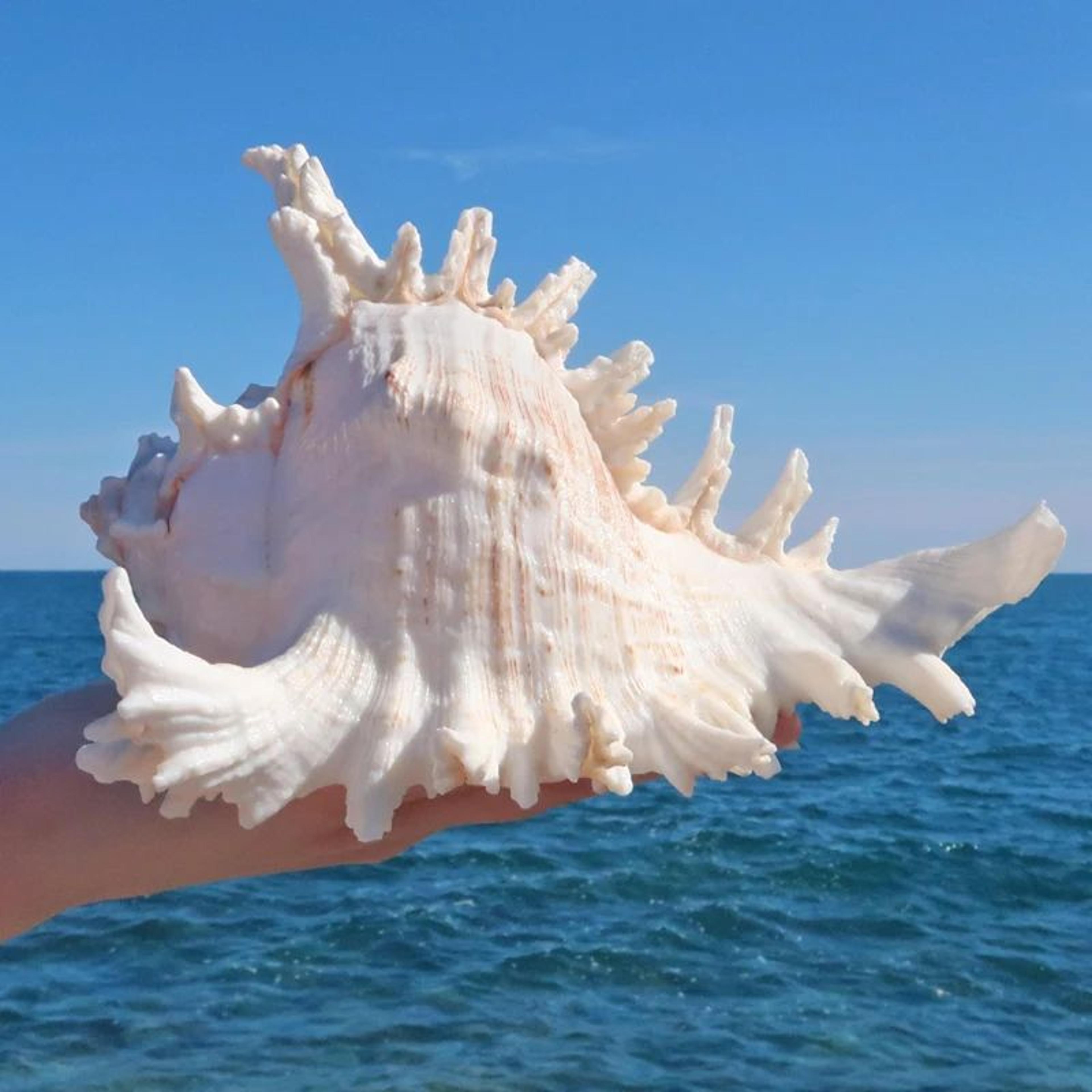 large natural sea shell decor murex conch coastal table accent