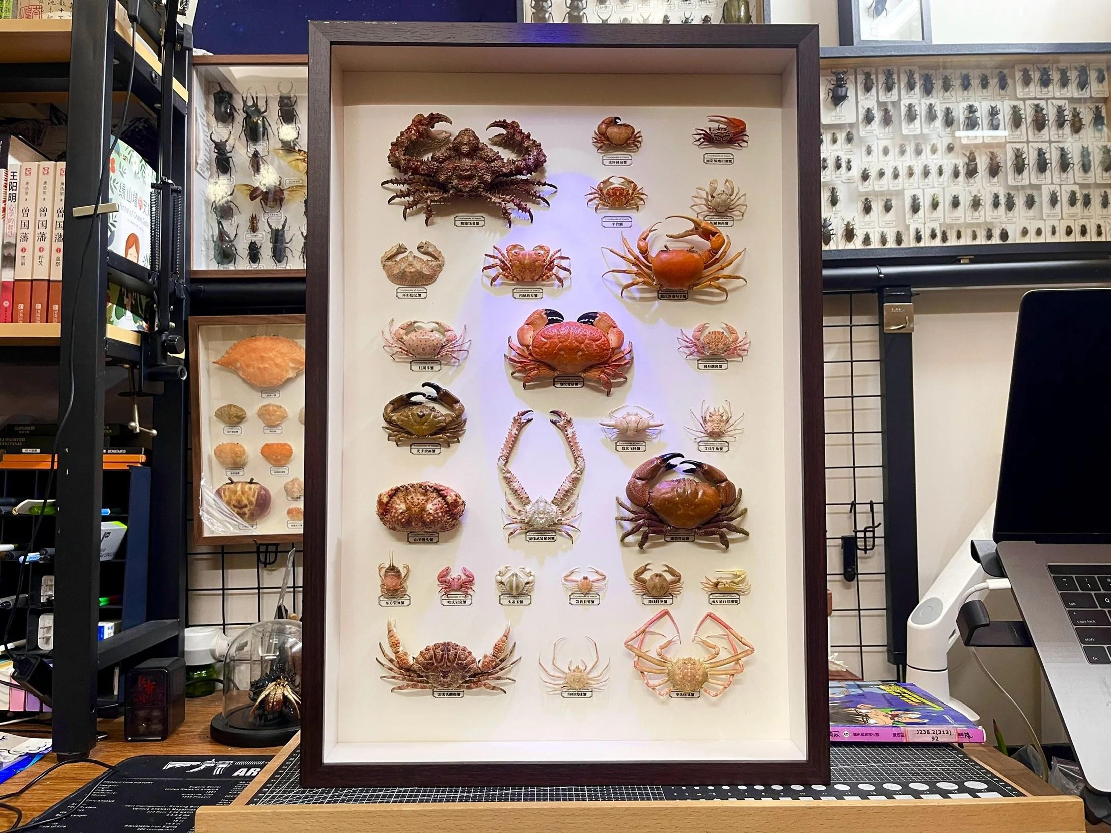 real crab specimen display collectible ocean decor desk ornament