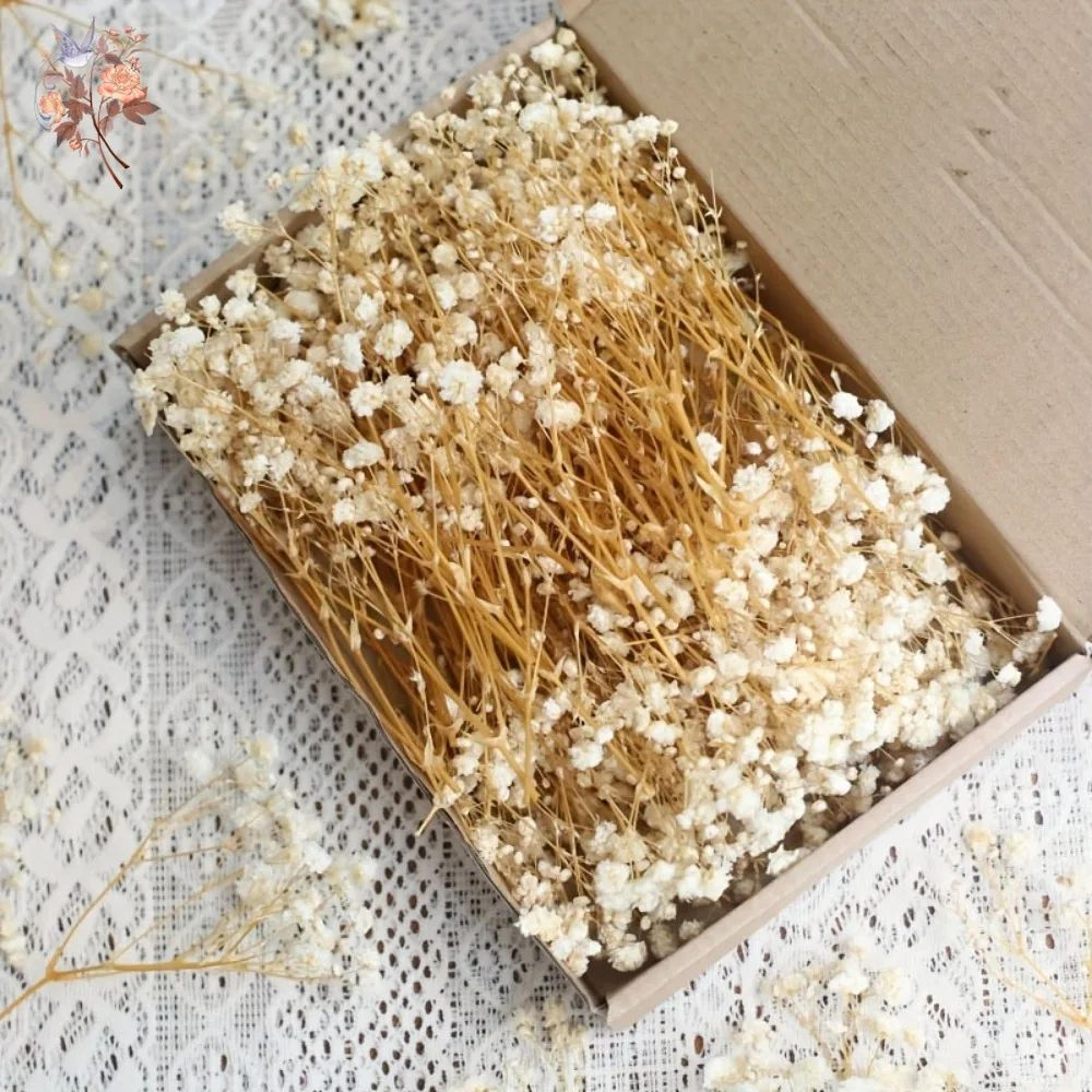 mini dried babys breath flowers for resin craft and wedding decor