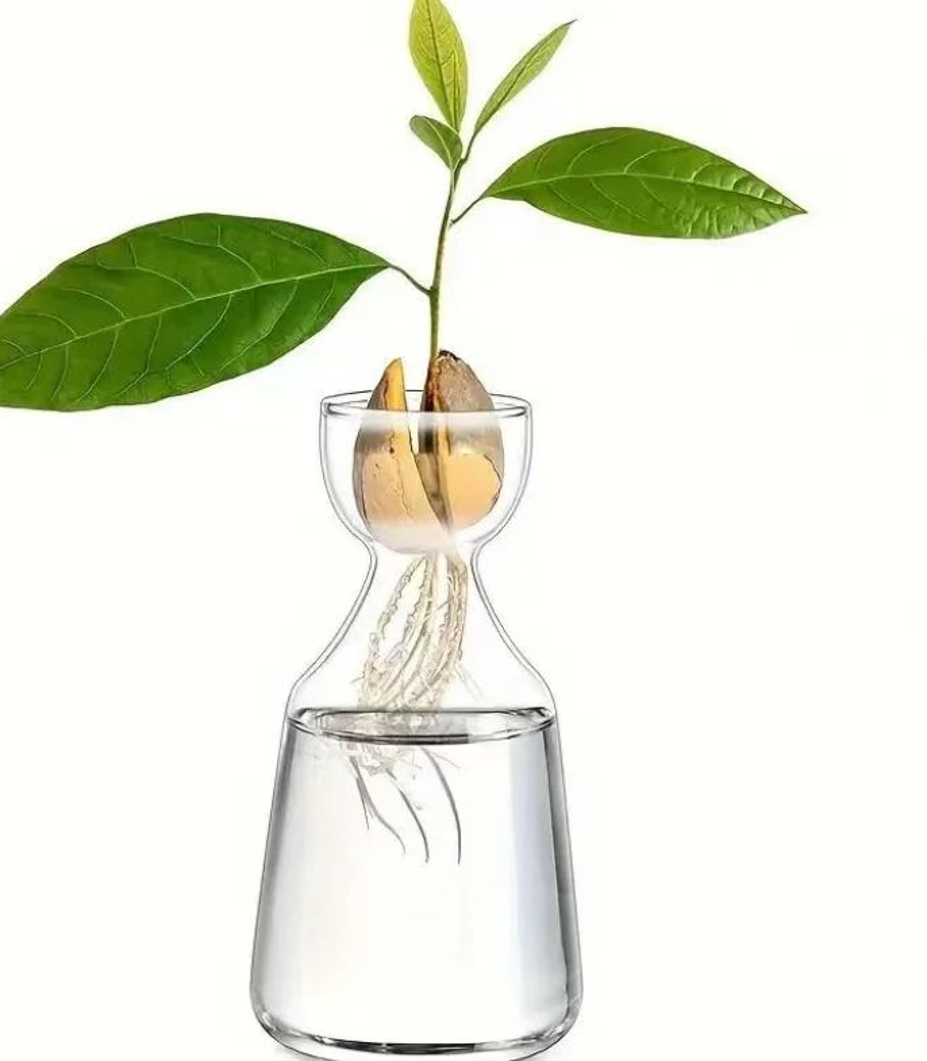 avocado seed starter vase glass growing kit indoor plant propagation set
