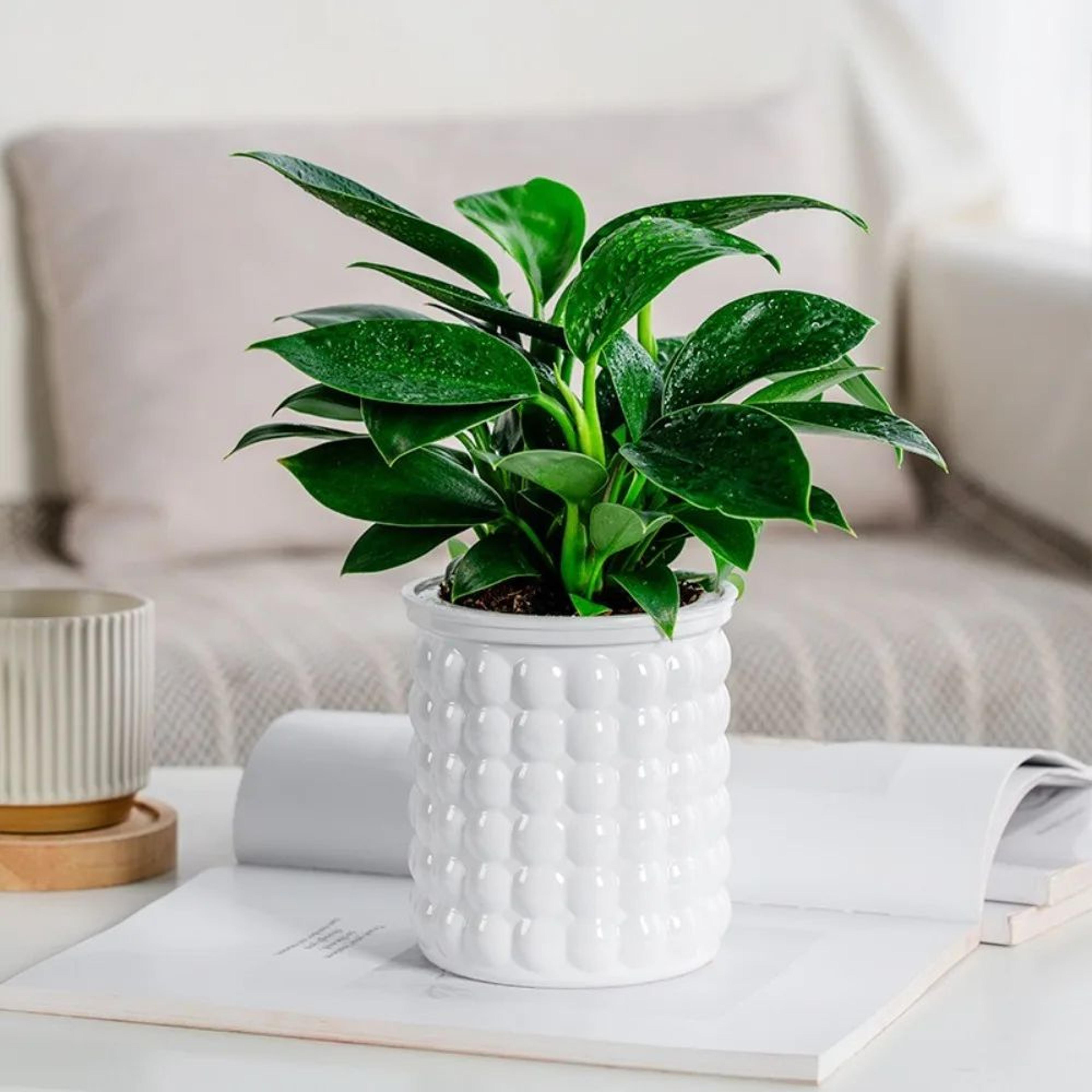 self watering plant pot hydroponic planter for indoor plants and succulents