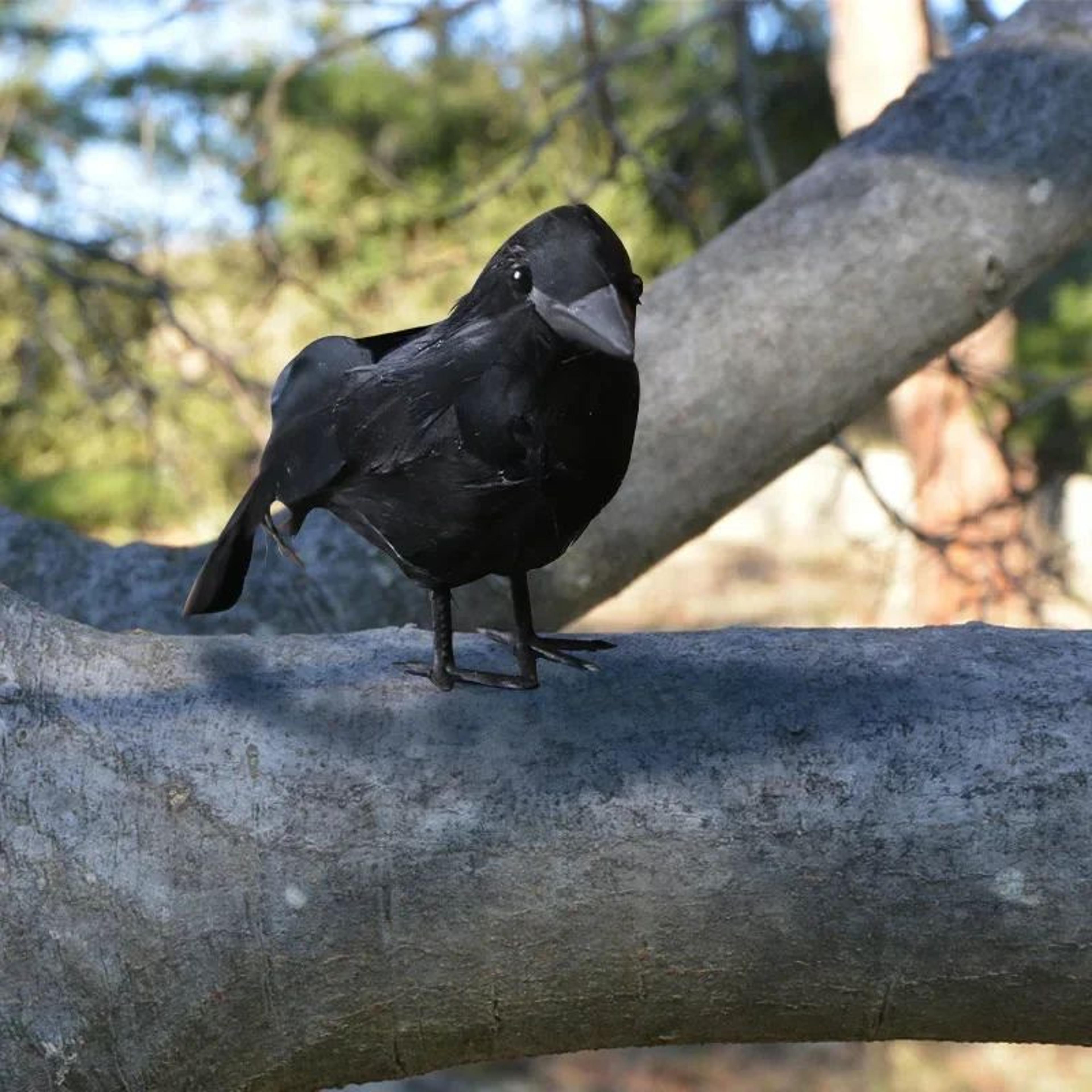 realistic black crow halloween decoration
