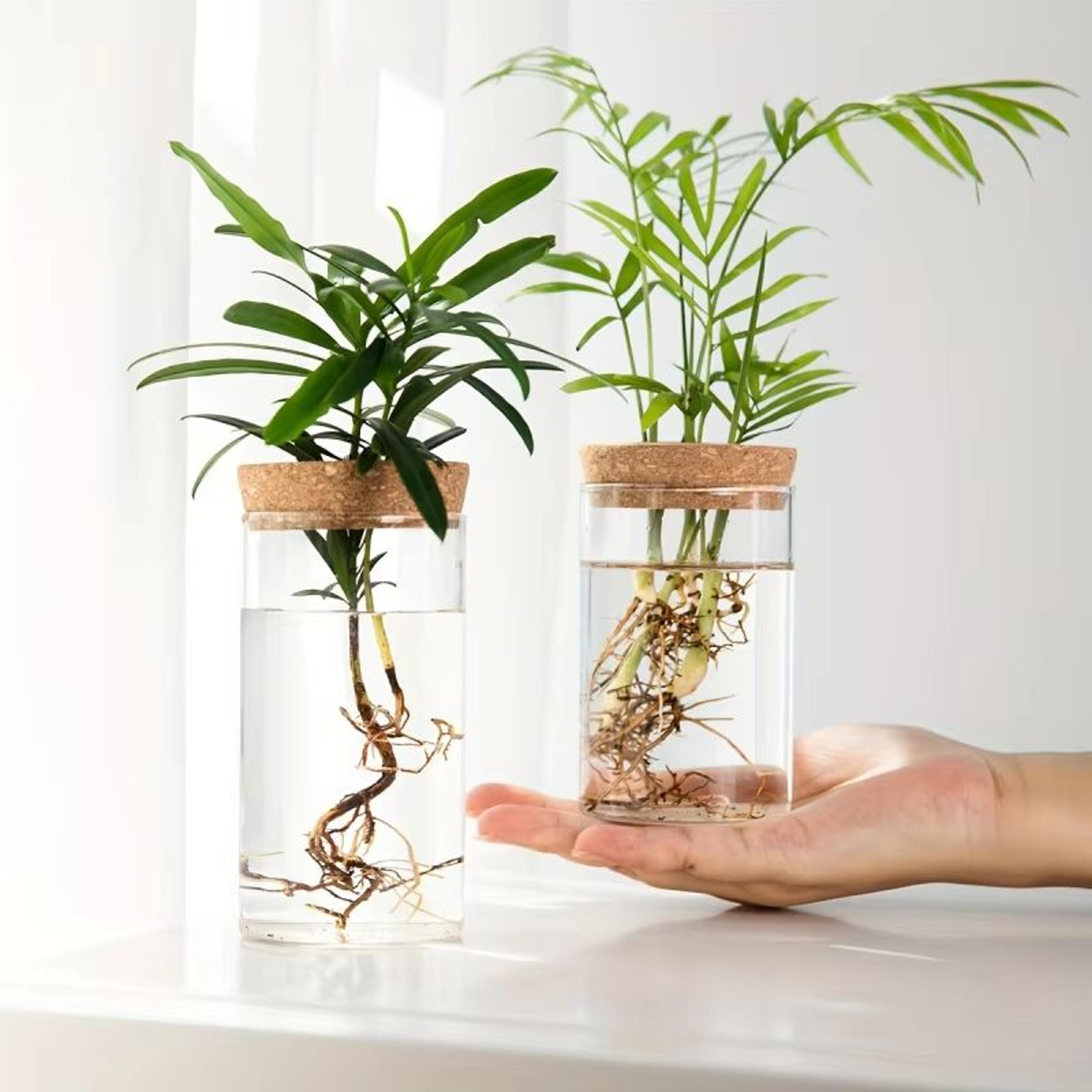 aquabloom glass desktop hydroponics planter – elegant vase for plant propagation & home decor