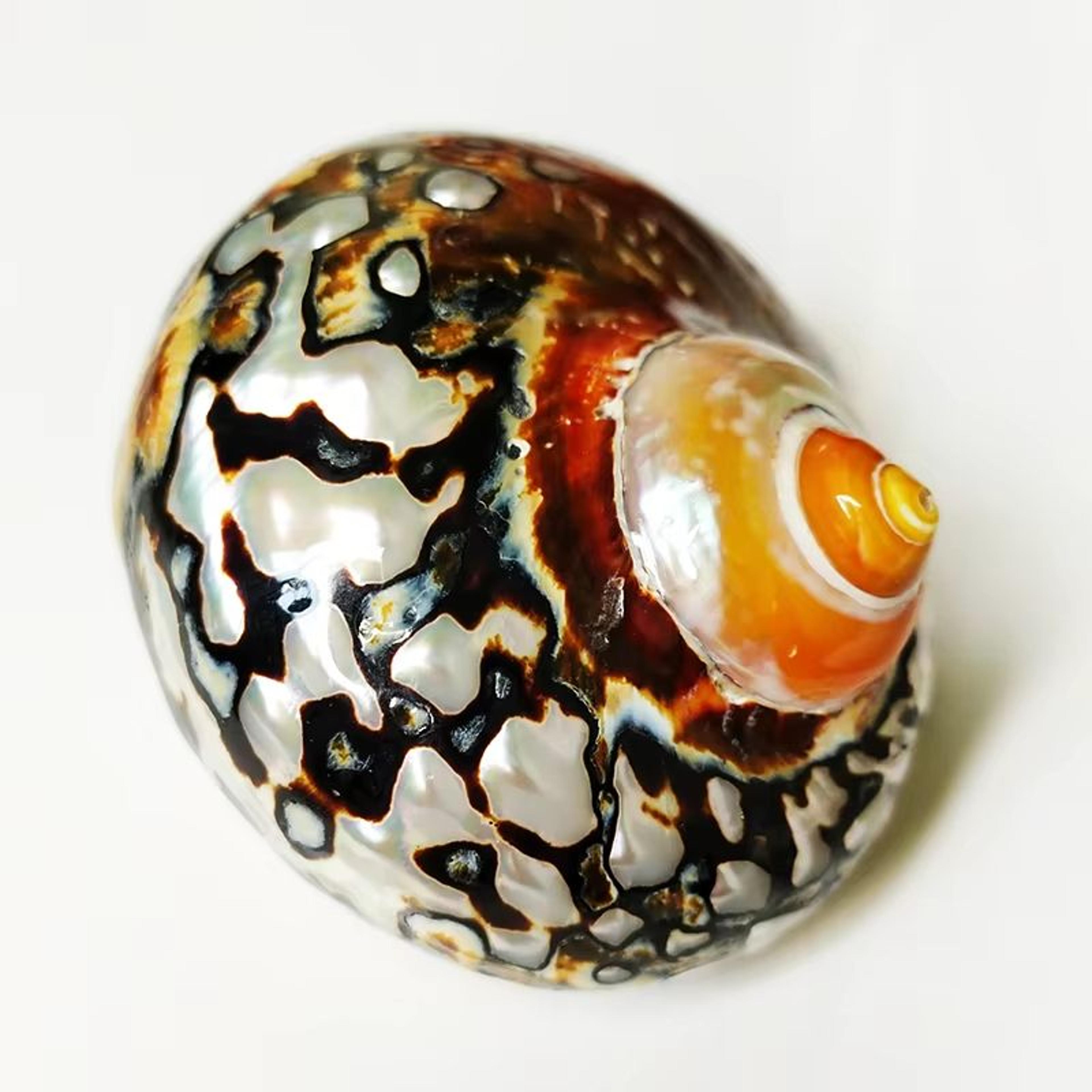 natural turbo hermit crab shell decor for aquarium, coastal display & collecting