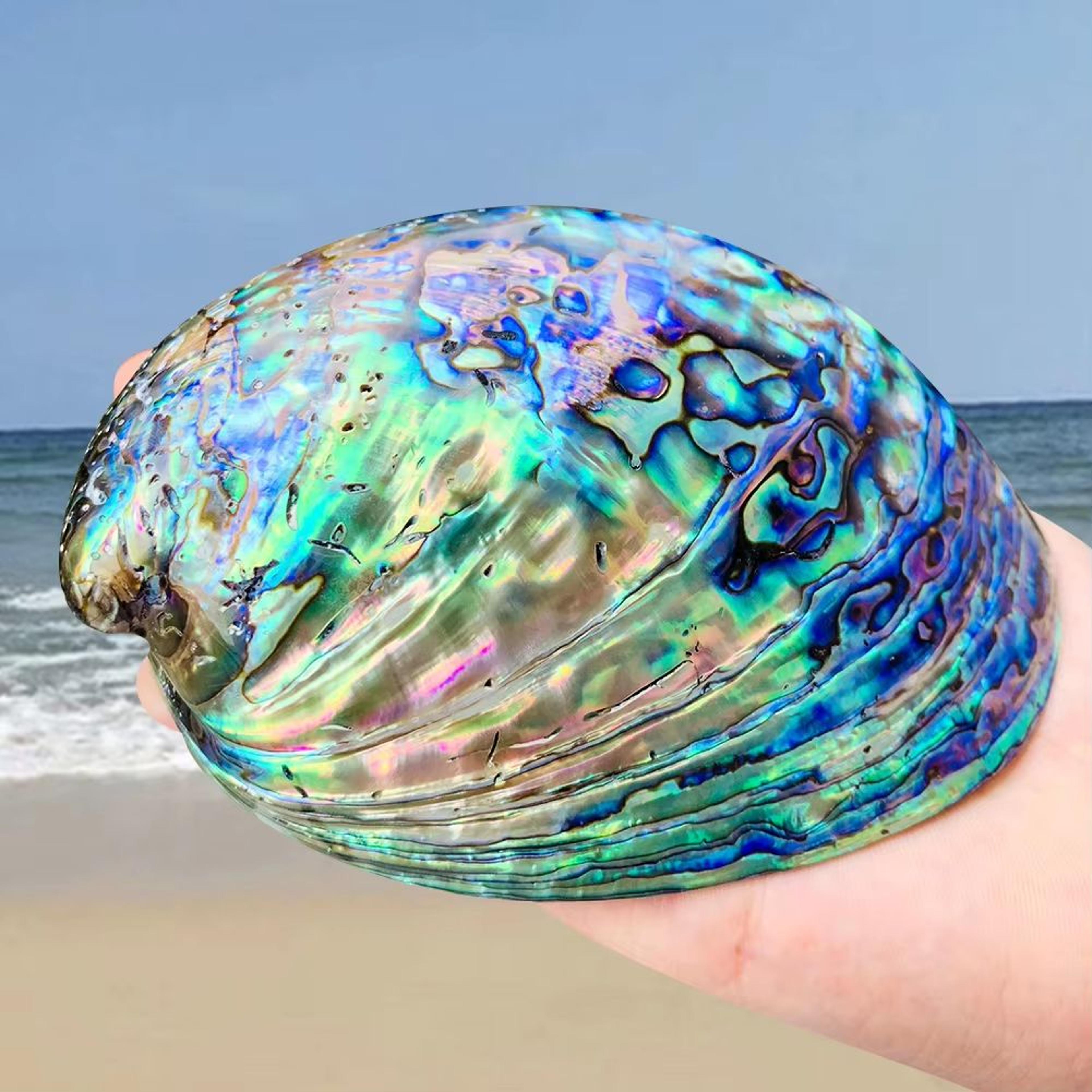 paua abalone shell smudge kit with tripod stand natural sage cleansing bowl 4.33–5.12in