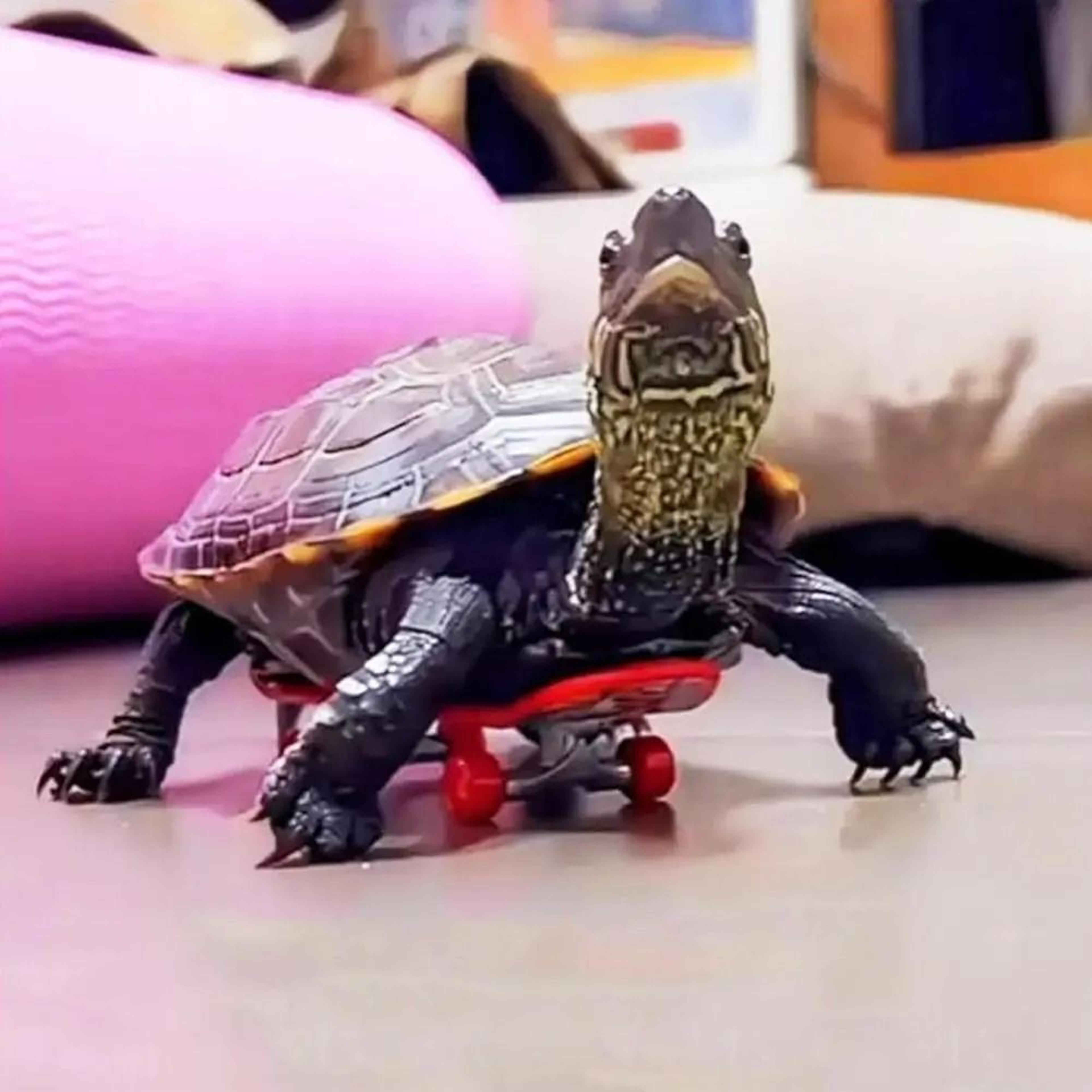 tinyroll pet skateboard