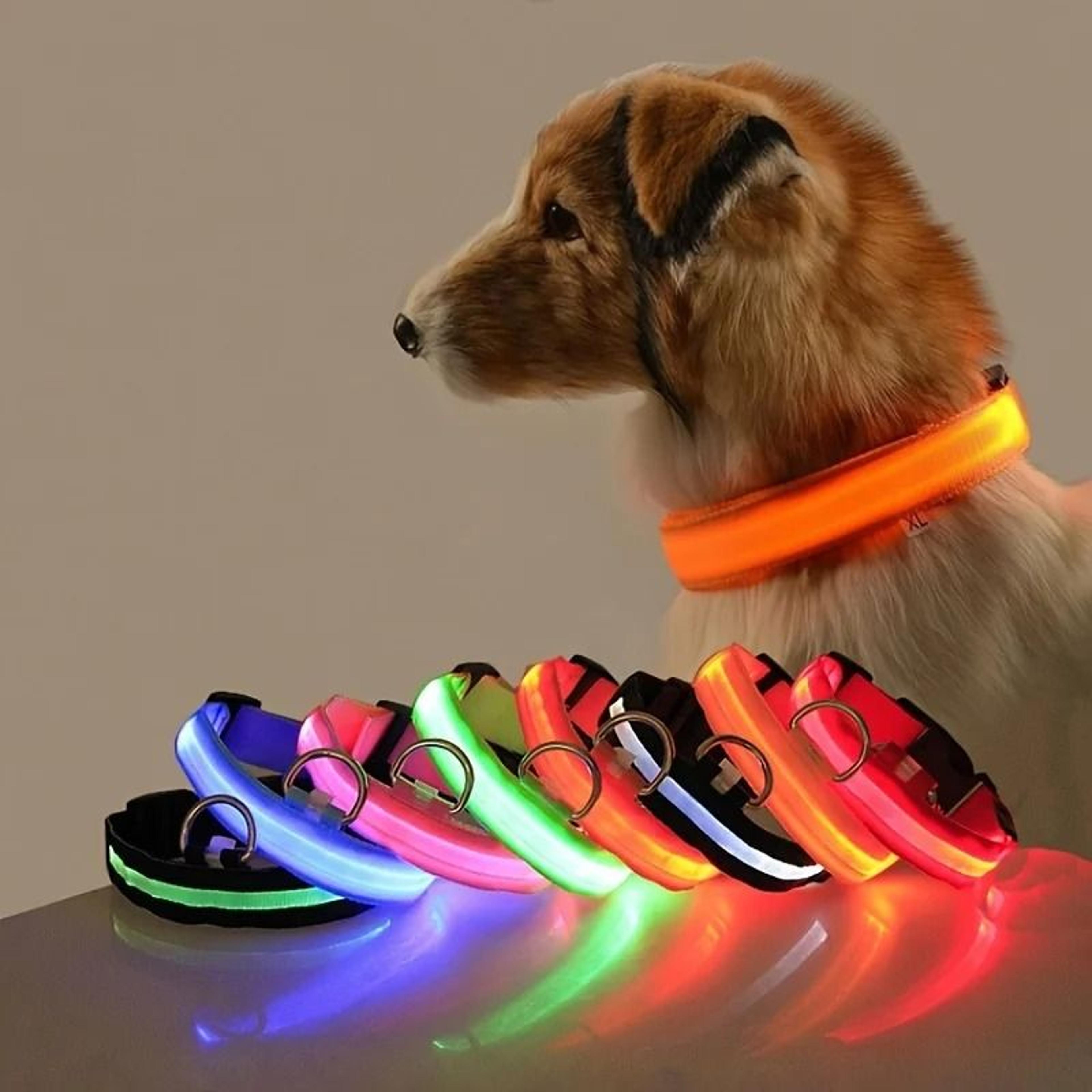 nylon led night safety glow dog leash and collar