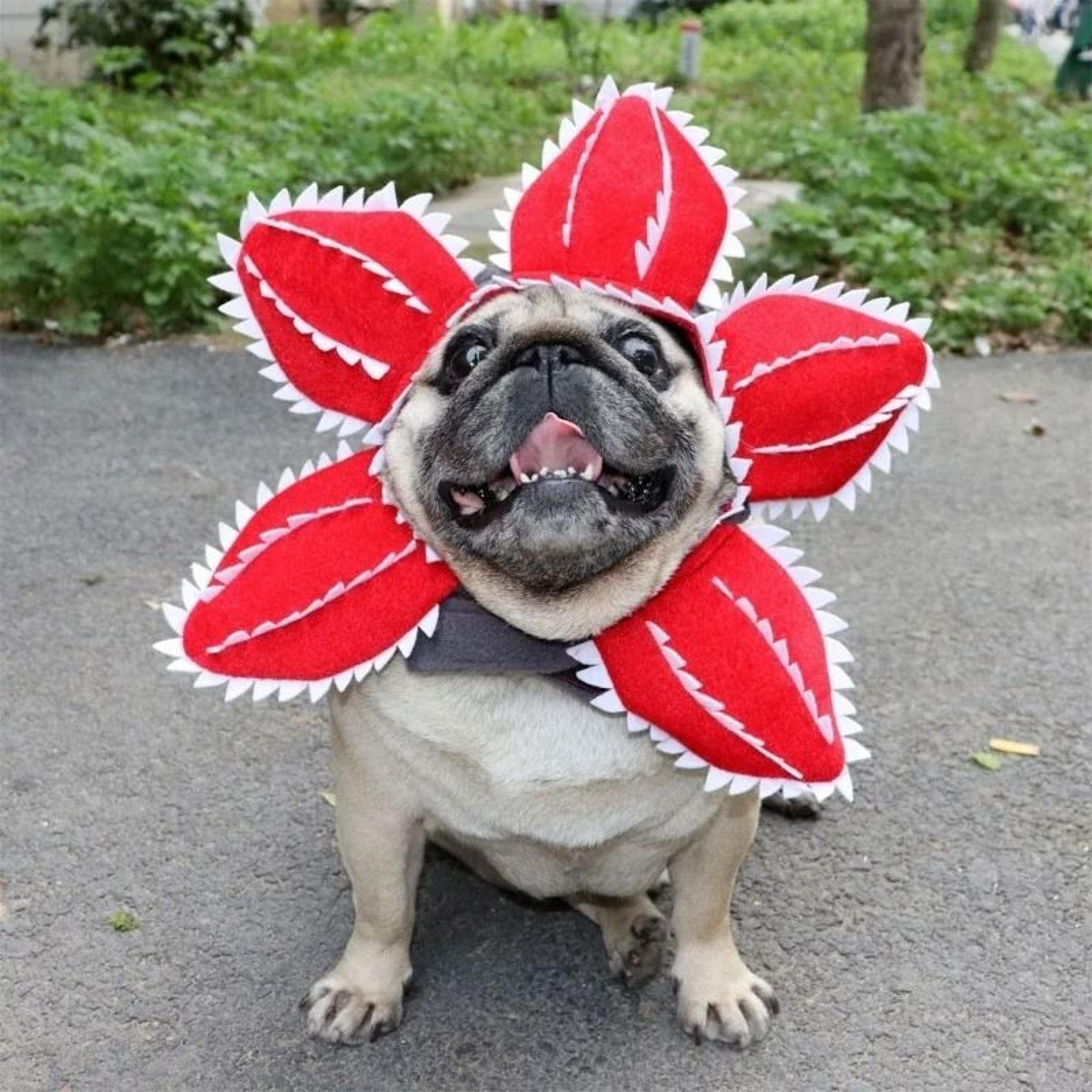 piranha pet costume hat