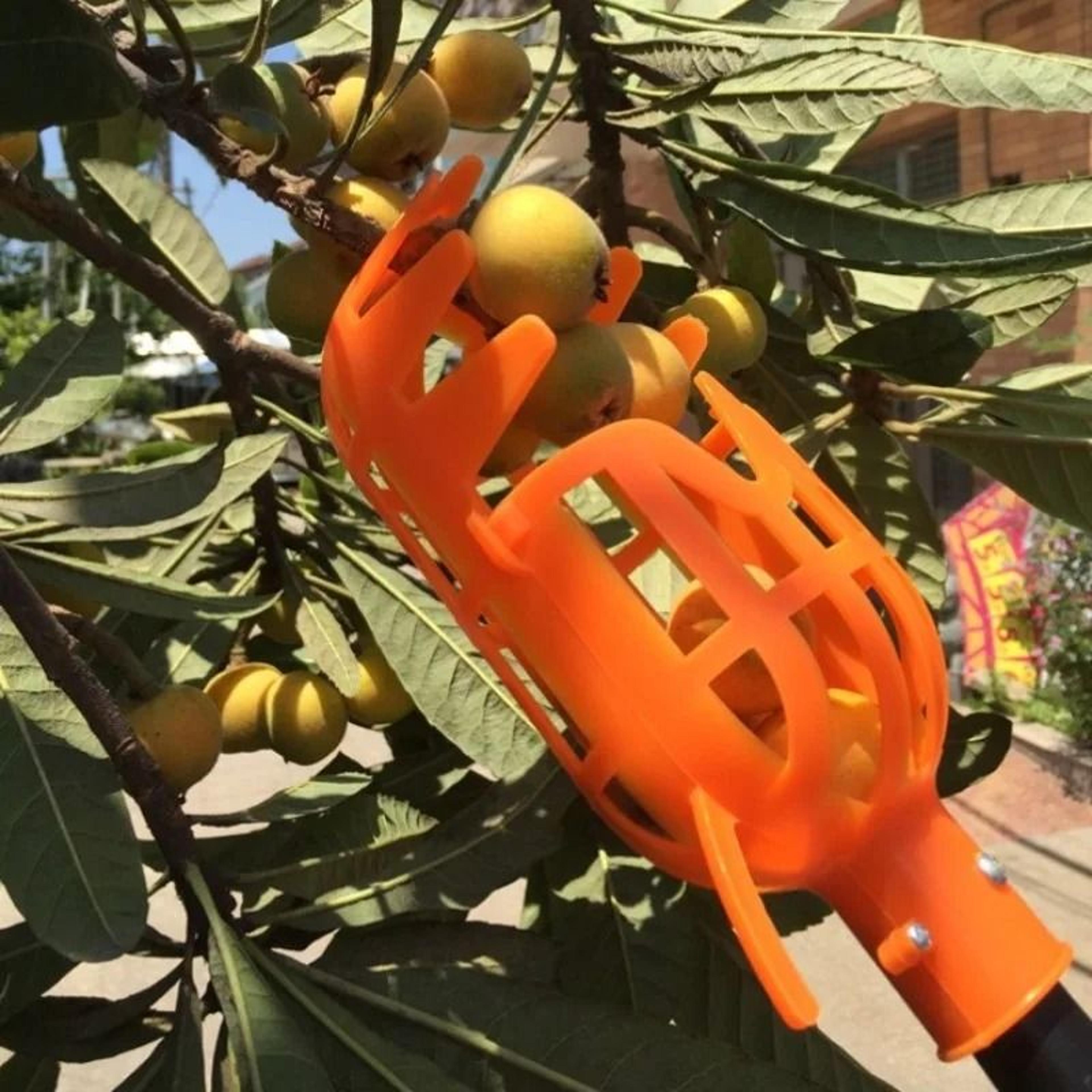 multifunctional fruit picker tool – high branch harvest device for bayberry, loquat, and plum