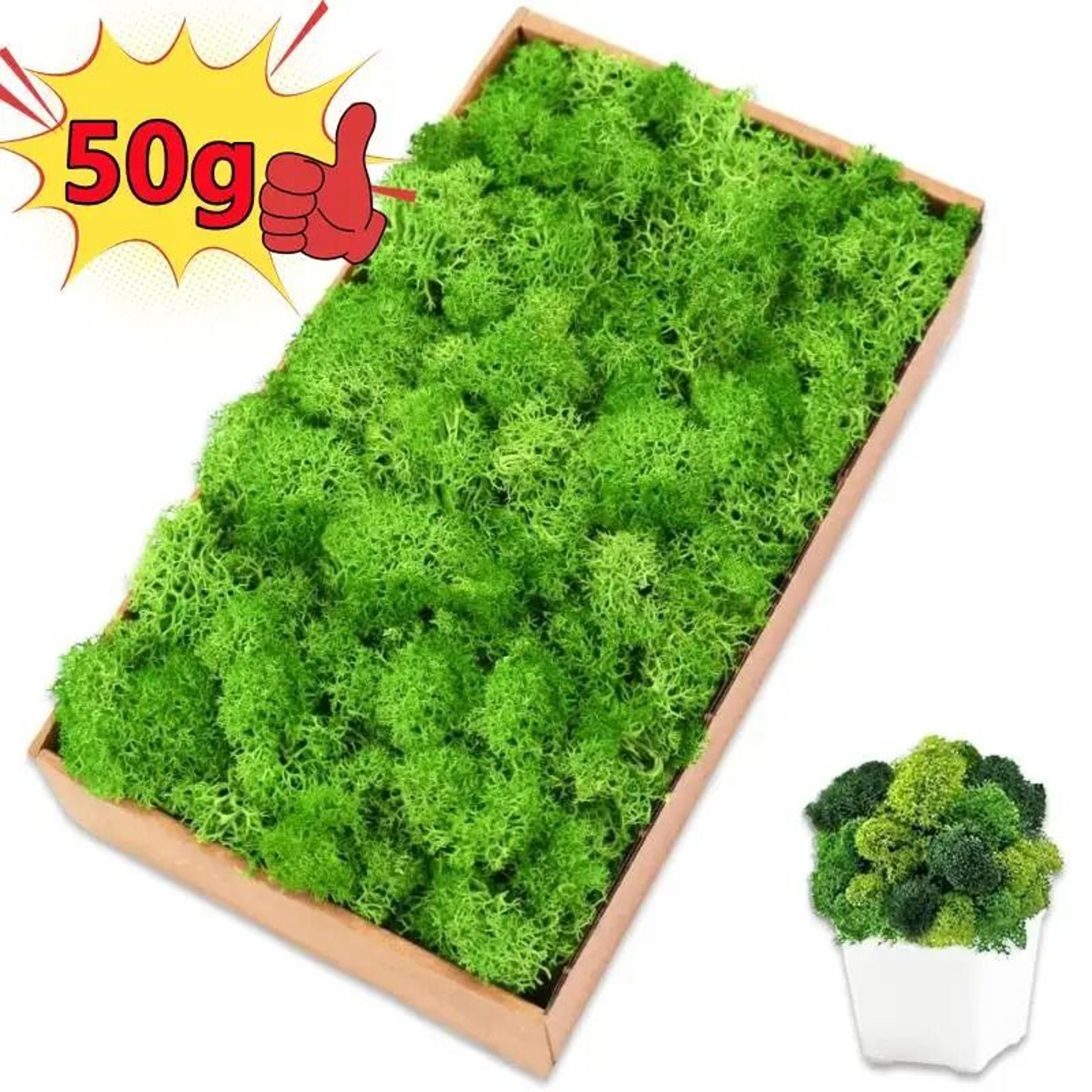 premium artificial forest moss | eternal life green grass for terrariums & mini landscapes
