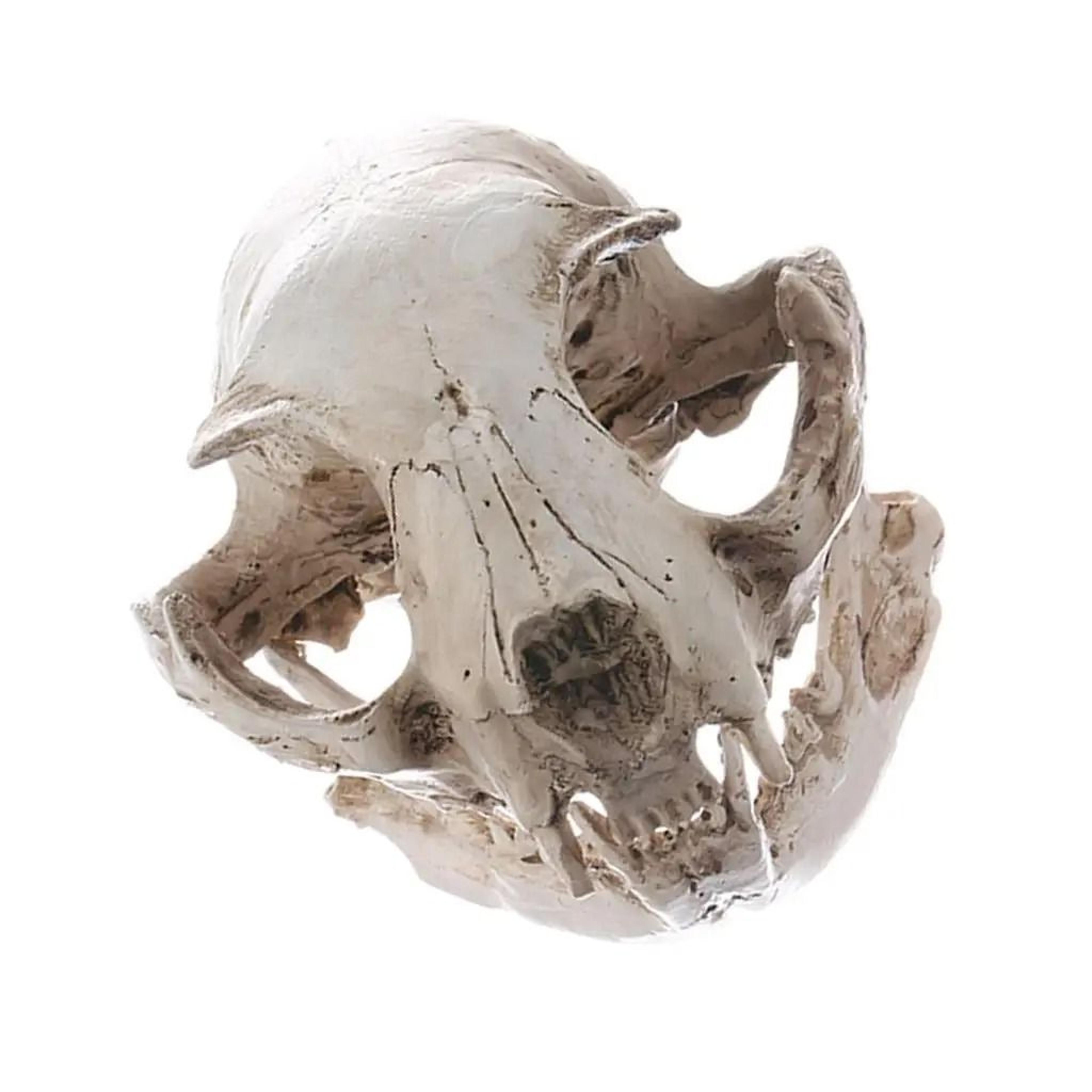 realistic resin cat skull replica | medical teaching skeleton model & gothic decor