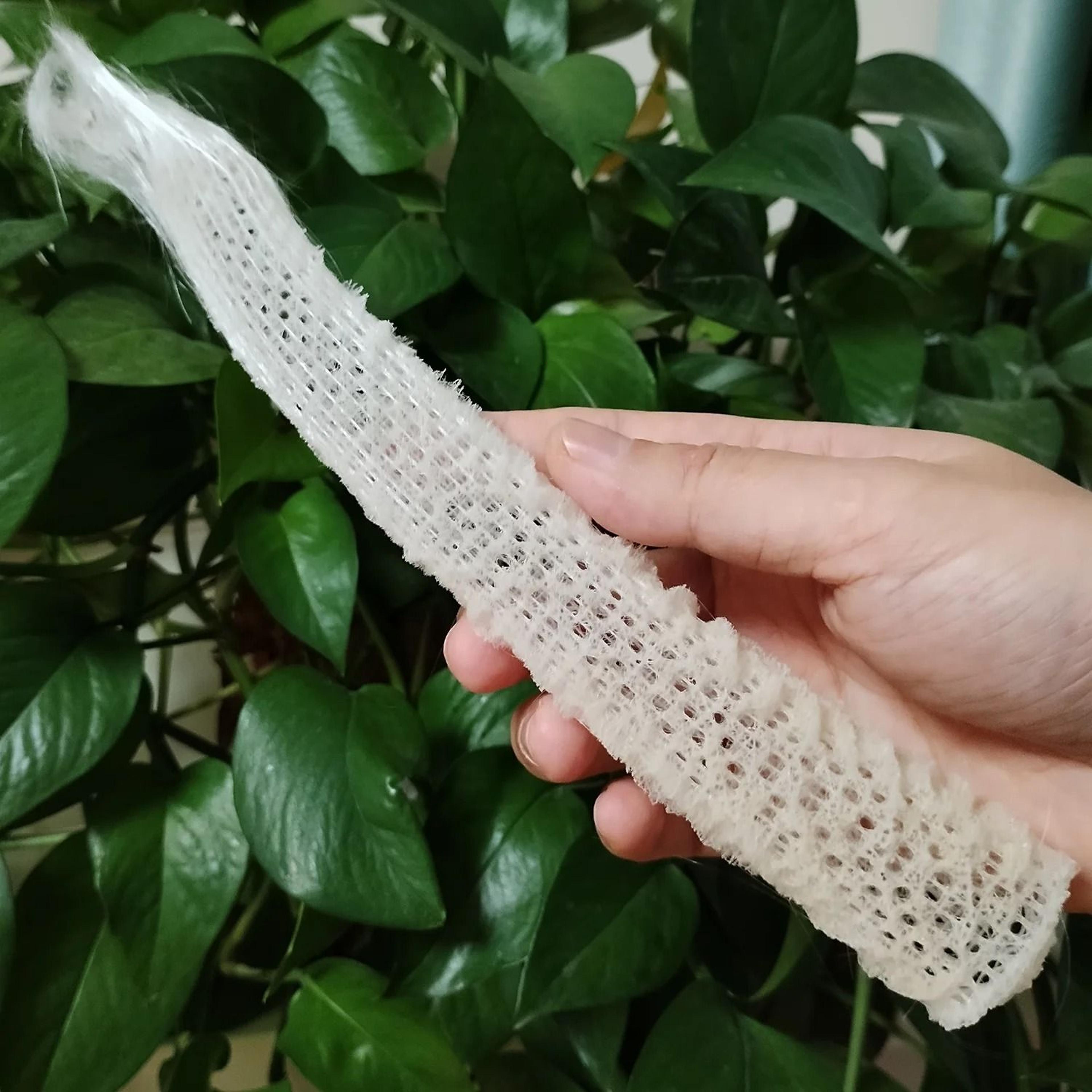 natural venus flower basket sponge | rare euplectella sea porifera ocean specimen