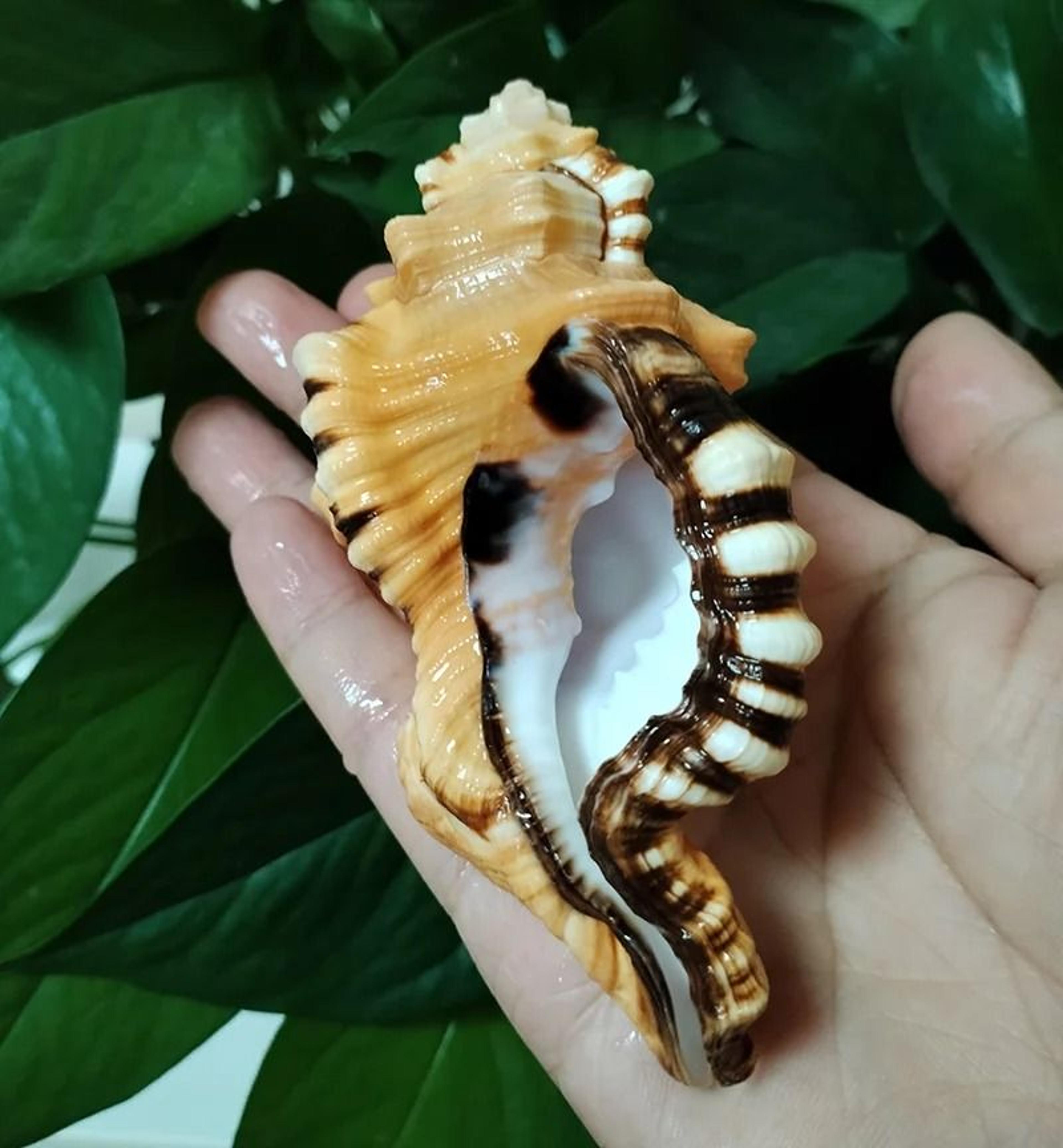 black-spotted bath triton shell | natural yellow-orange cymatium lotorium specimen