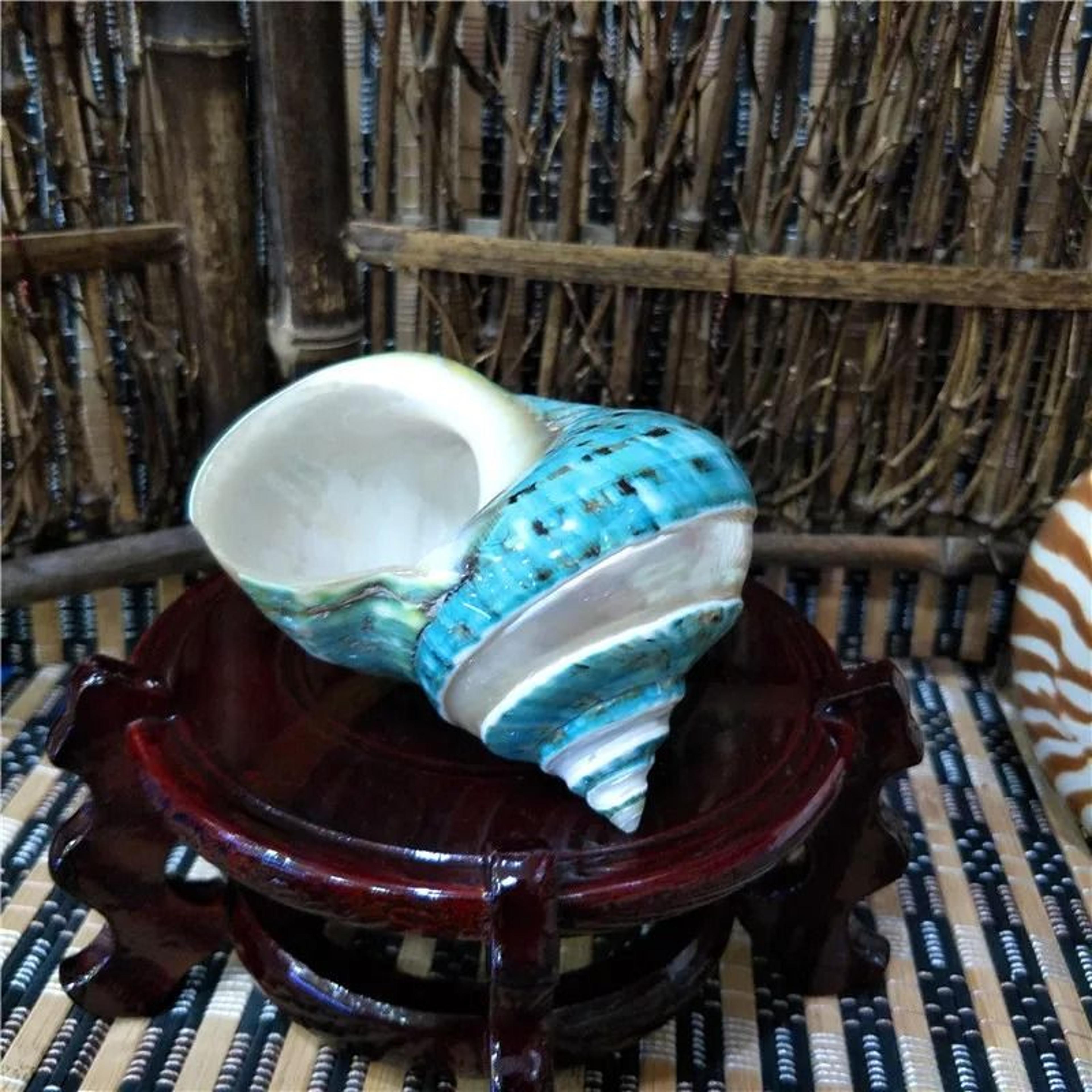 natural banded jade turbo shell (9–11cm) | premium polished green & blue hermit crab home & coastal decor